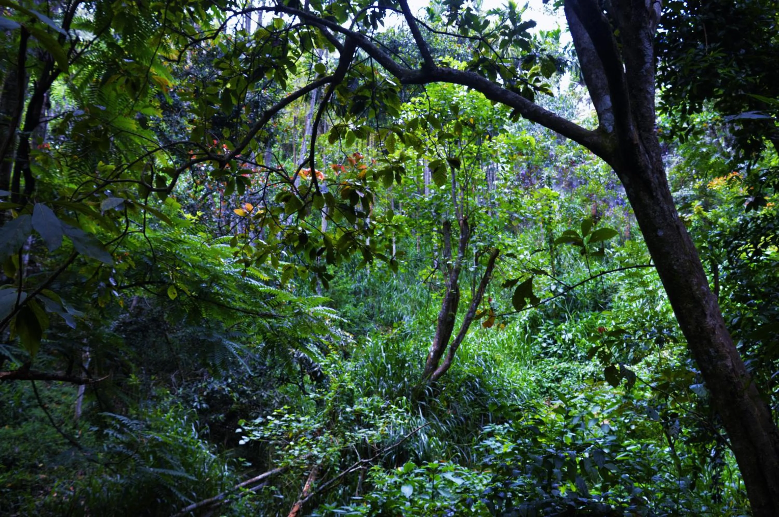 Garden view in Ella Green Cottages