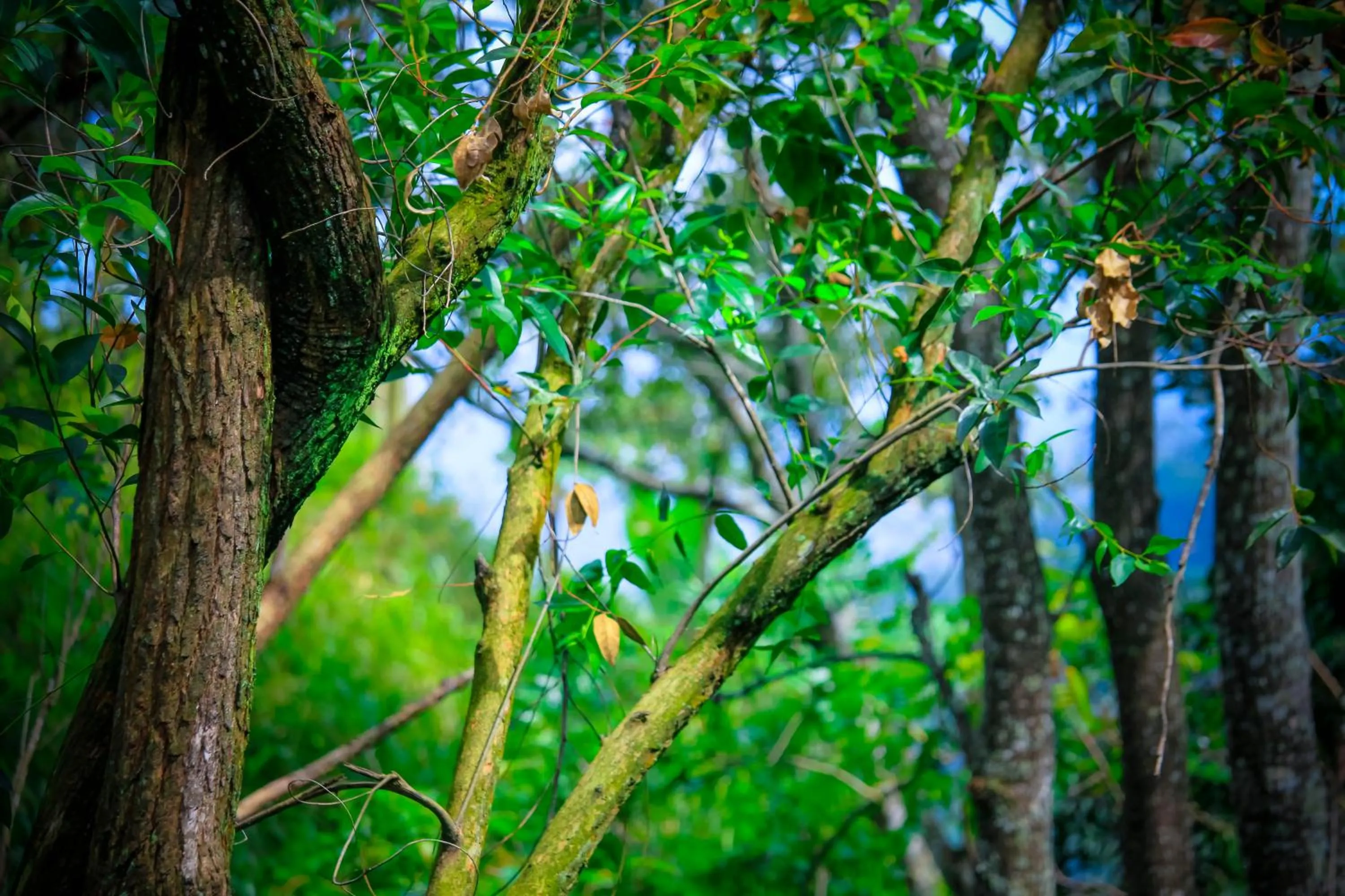 Natural landscape in Ella Green Cottages