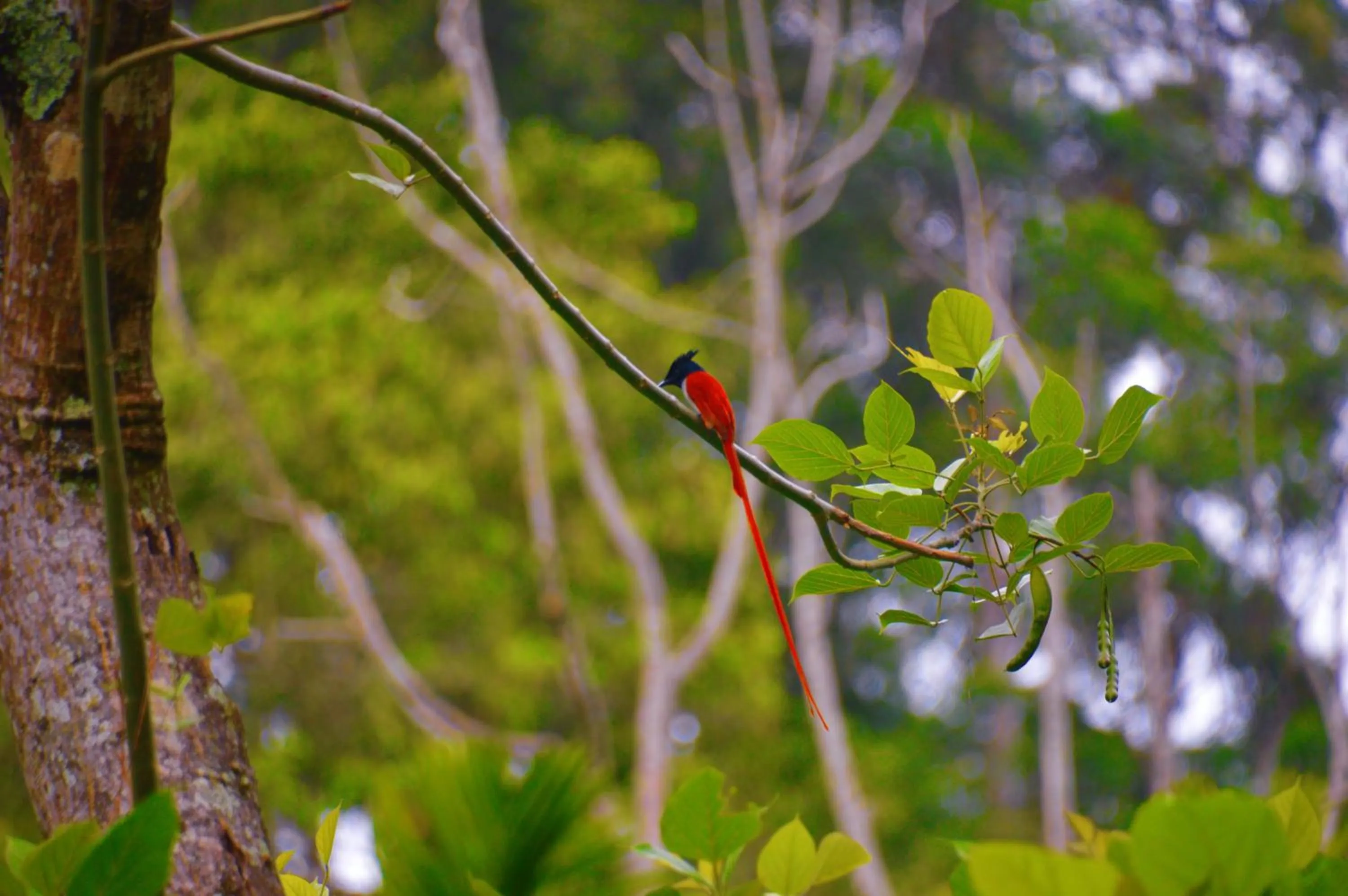 Animals in Ella Green Cottages
