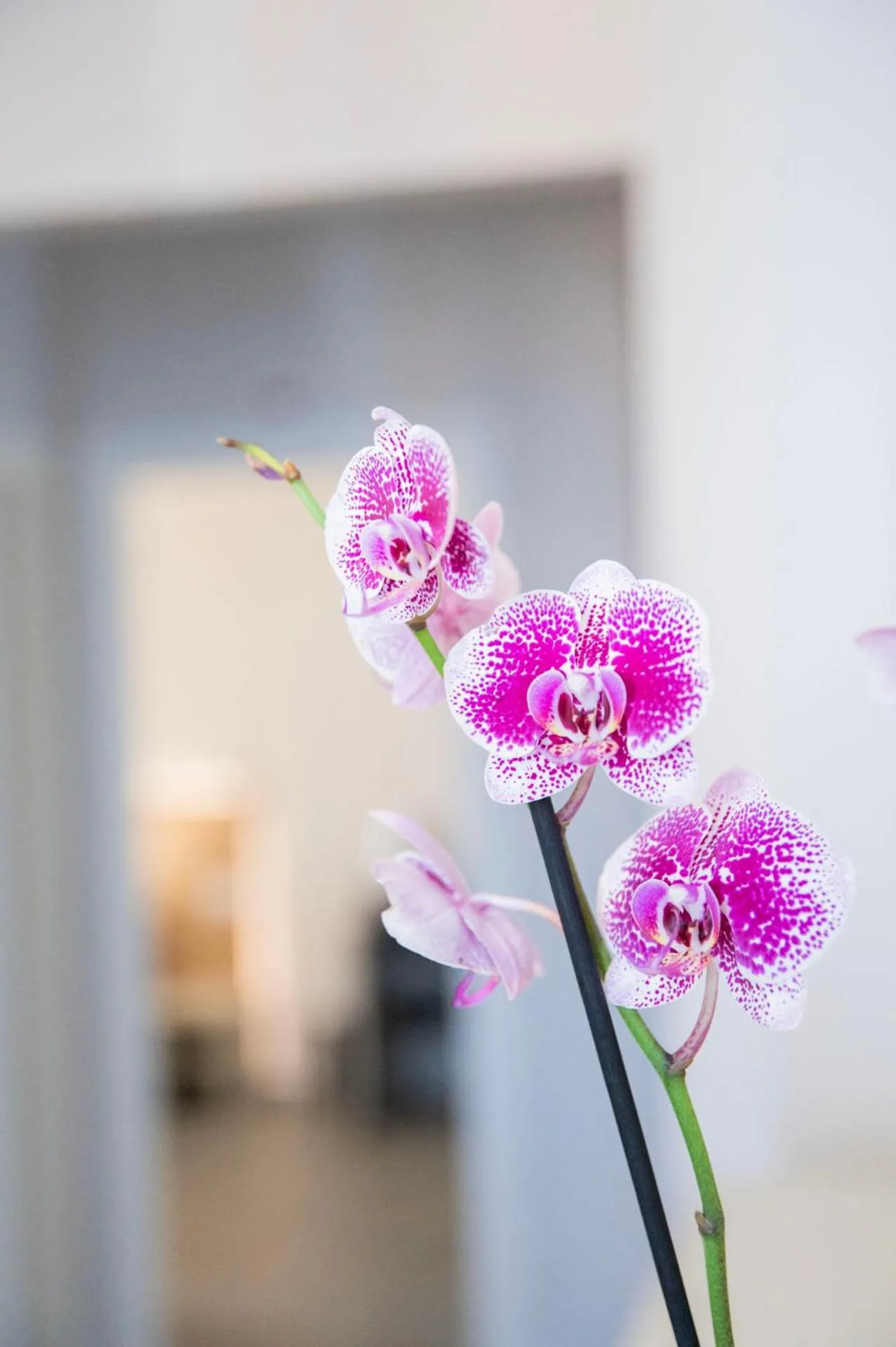 Lobby or reception in imperium suite trevi