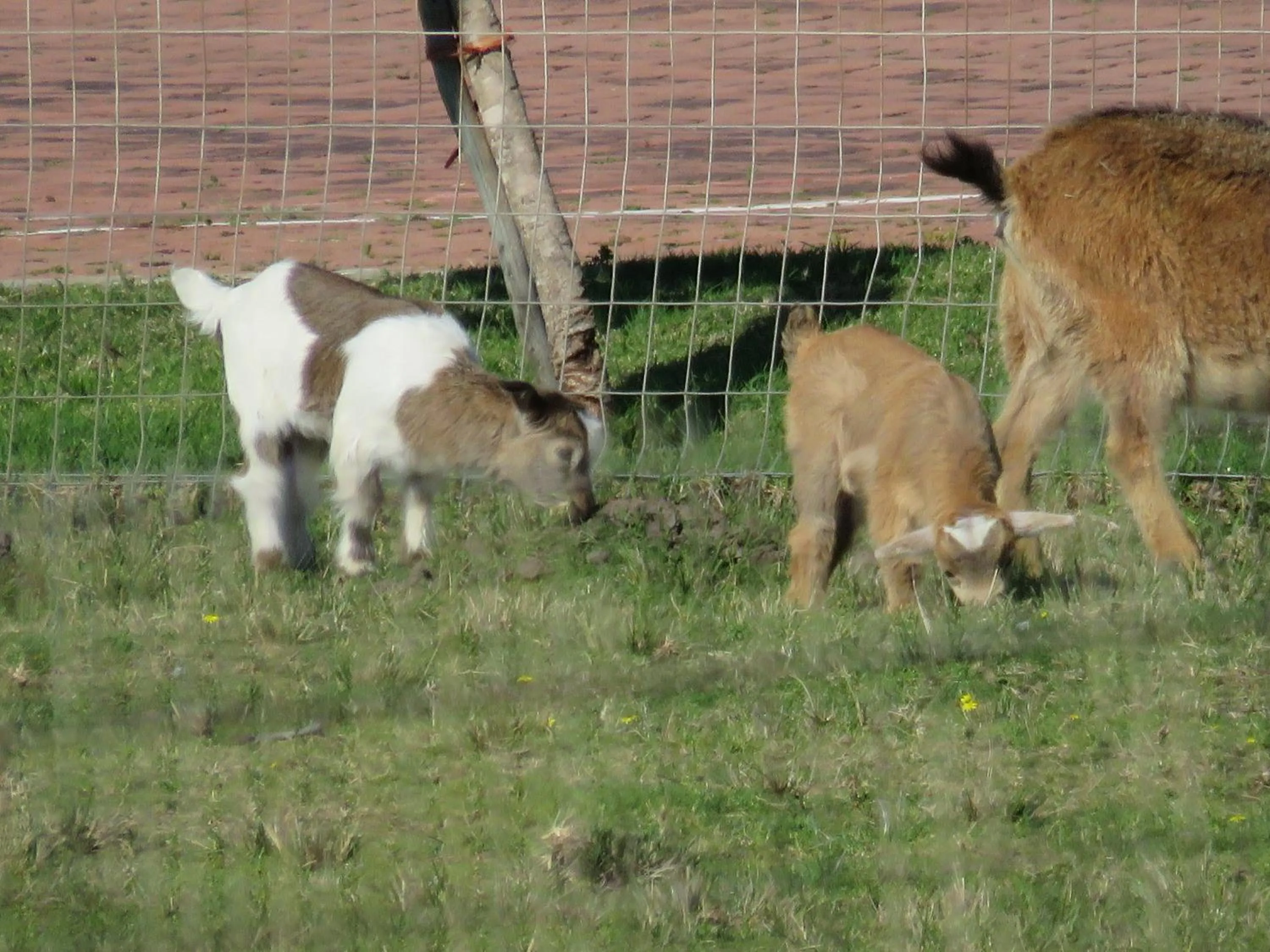 Animals in Mentors Country Estate