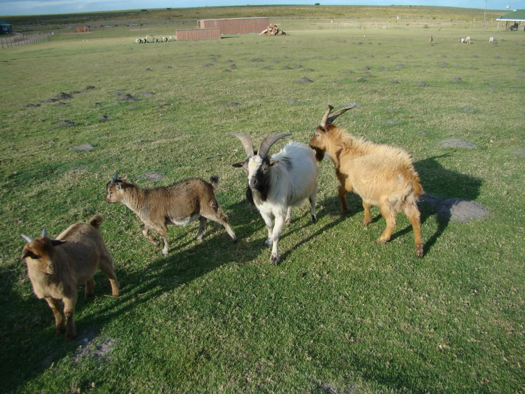 Animals in Mentors Country Estate