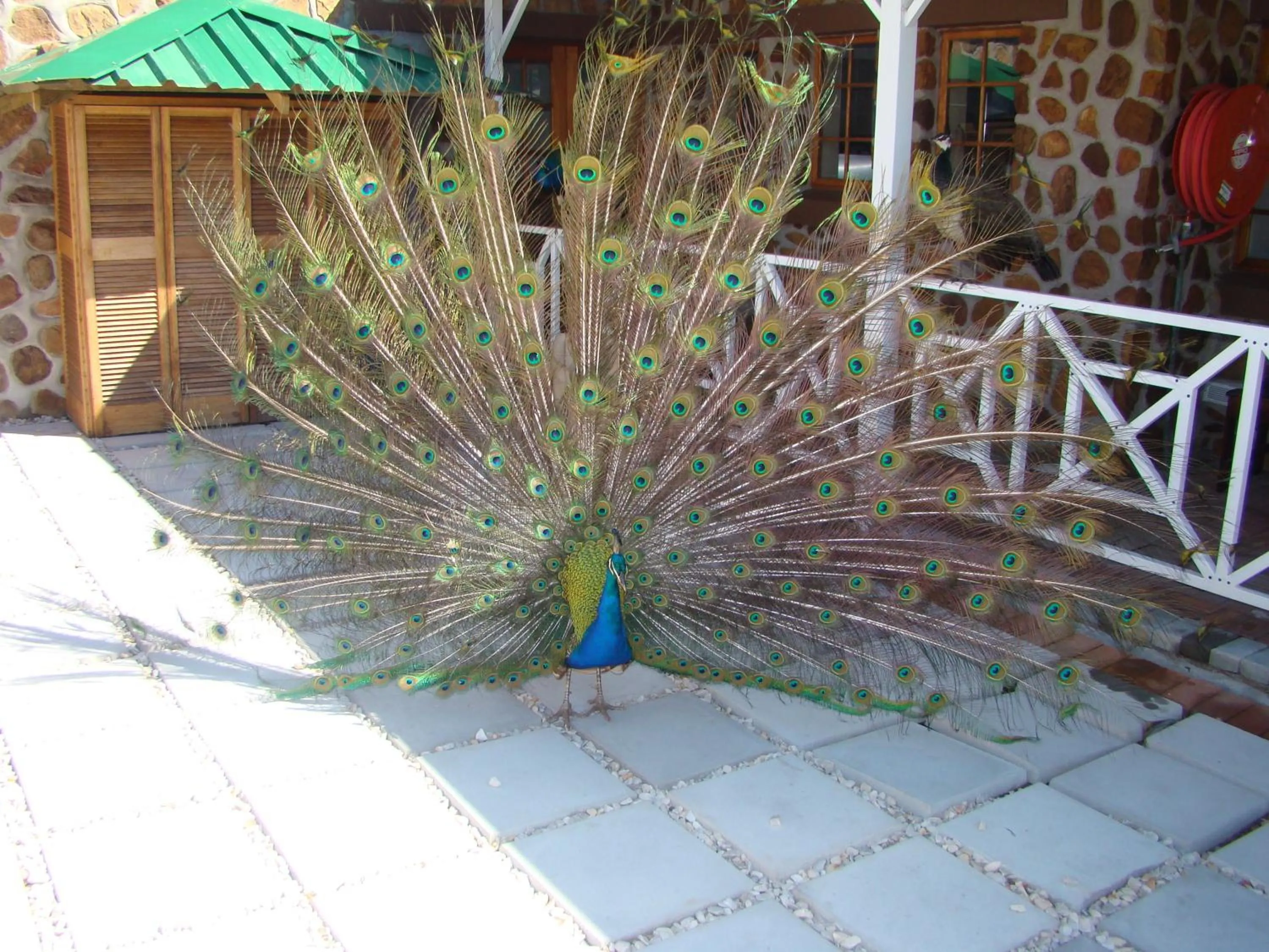 Animals in Mentors Country Estate