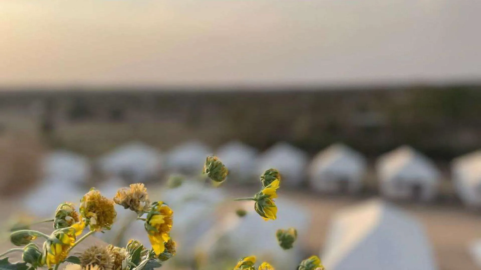 Day in Hariyali Dhani Camps & Desert Resort With Swimming Pool, Jodhpur