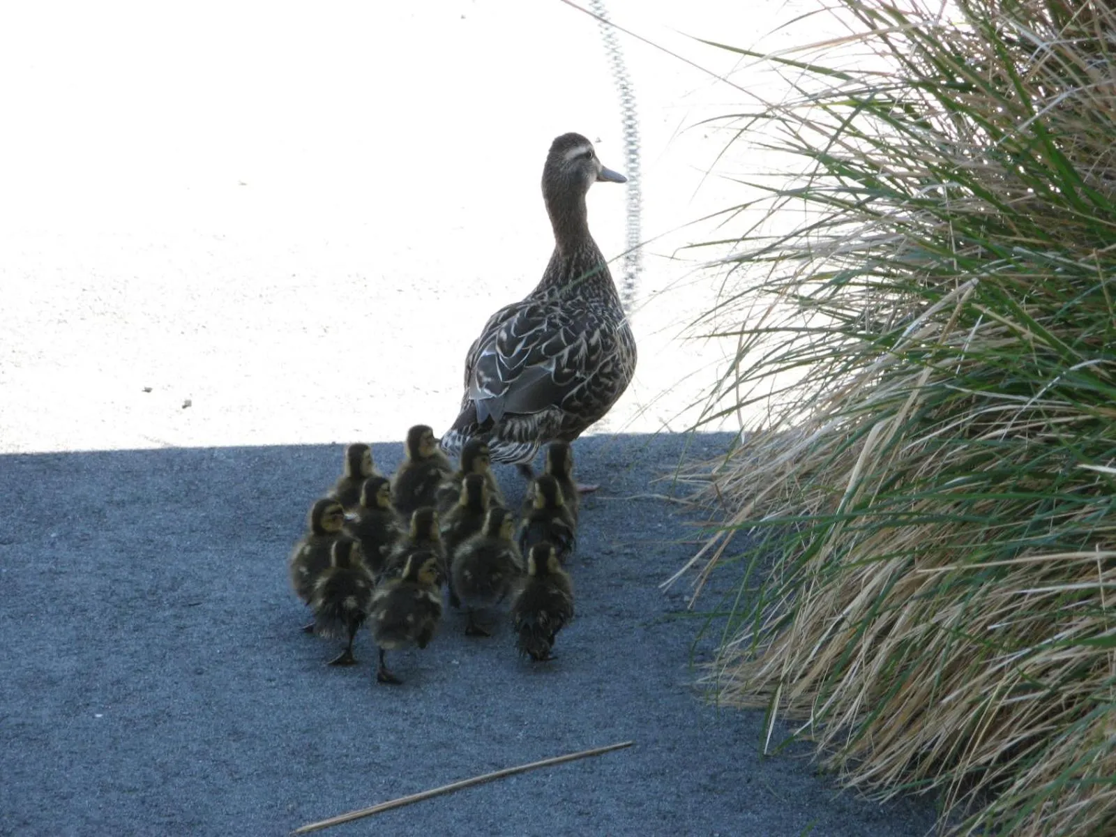 Aqua park in Palo Alto Lodge