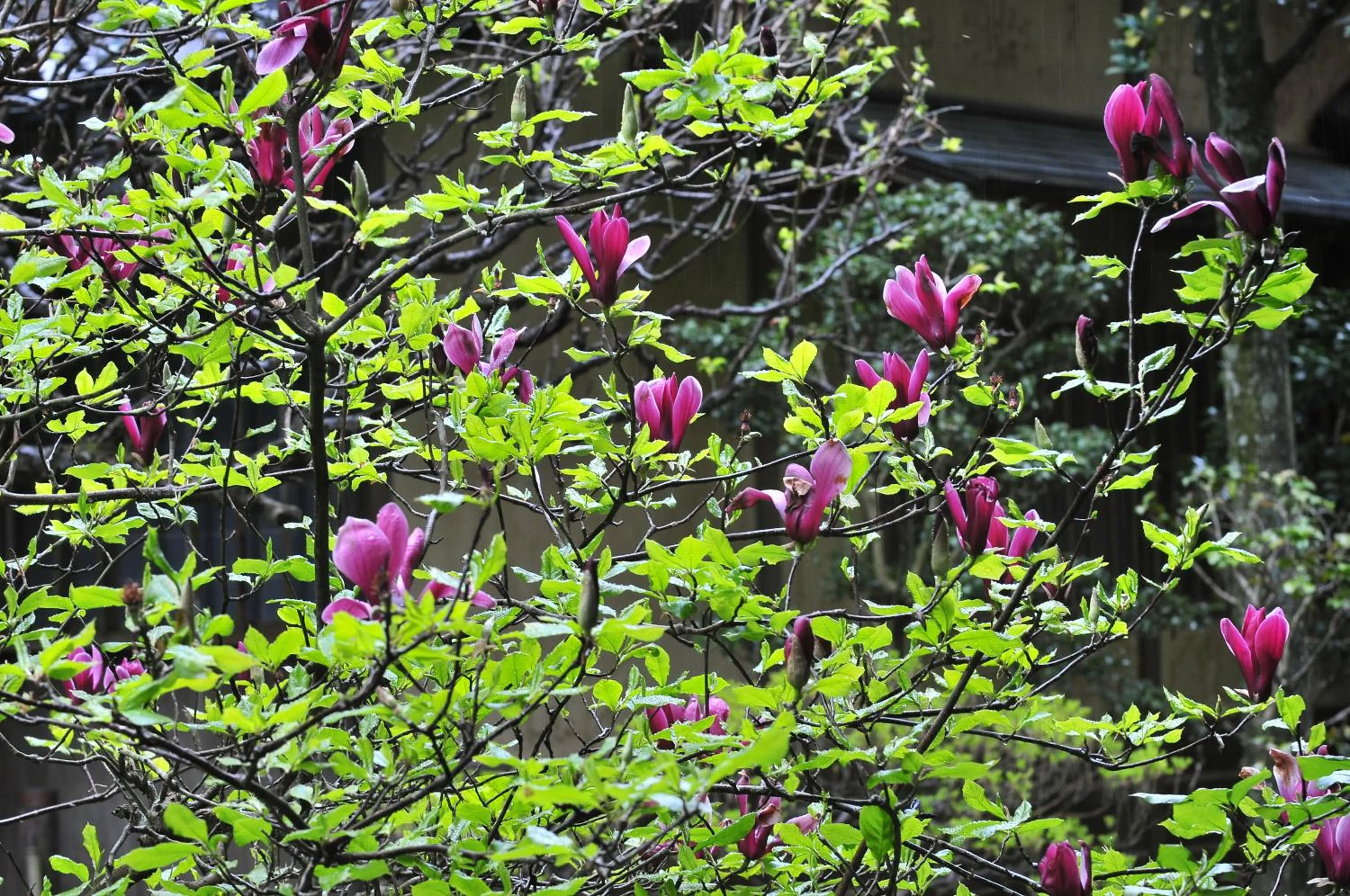 Garden in Yoshiike Ryokan