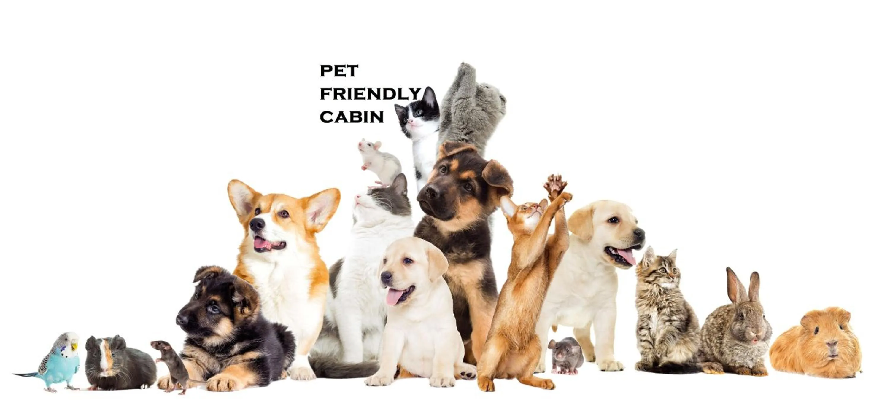 Animals in Australian Motor Home Tourist Park Twelve Mile Creek