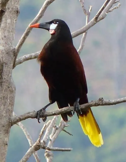 Hotel Villas de la Colina