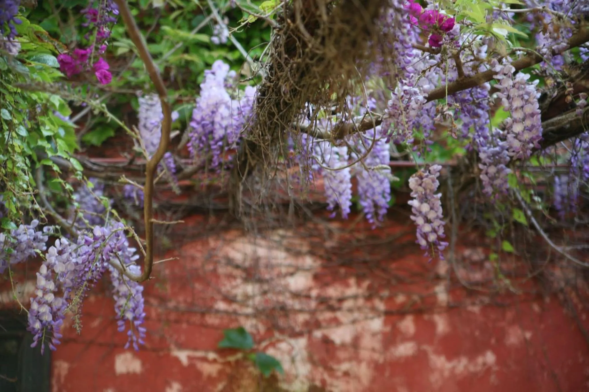 Garden in Hotel Emblemático Casa Casilda