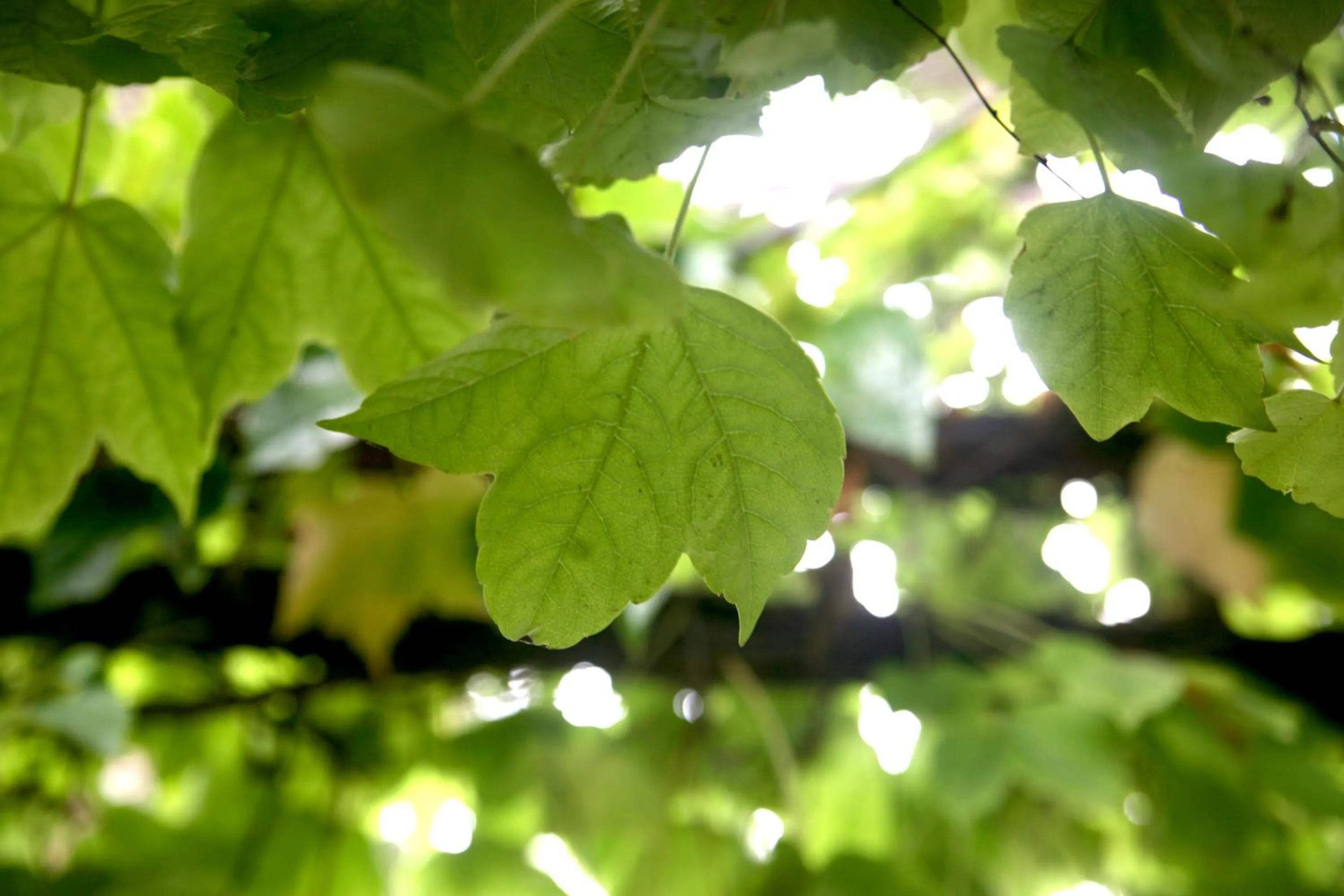 Garden in Hotel Emblemático Casa Casilda
