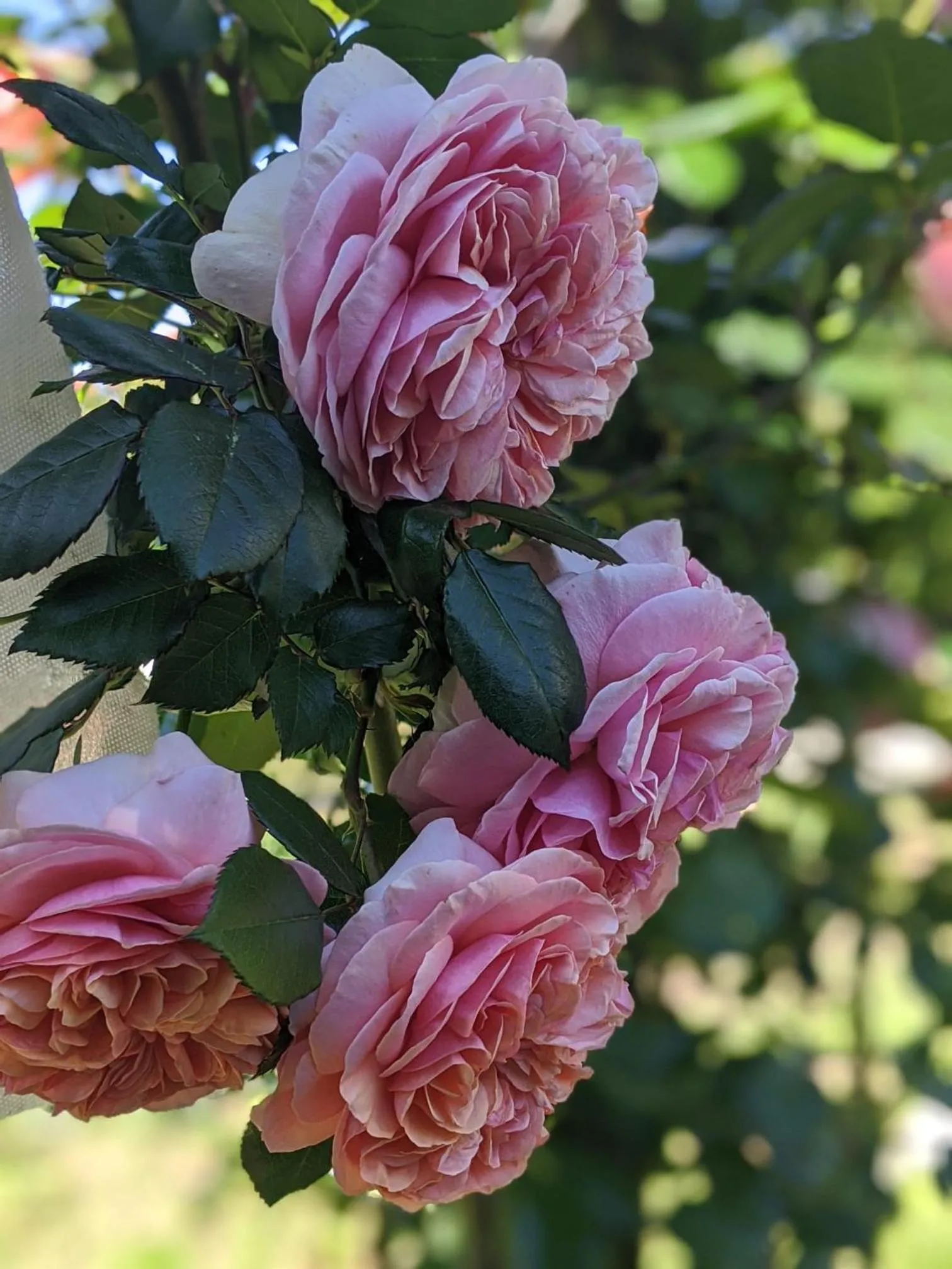 Garden in Villa Giovanna