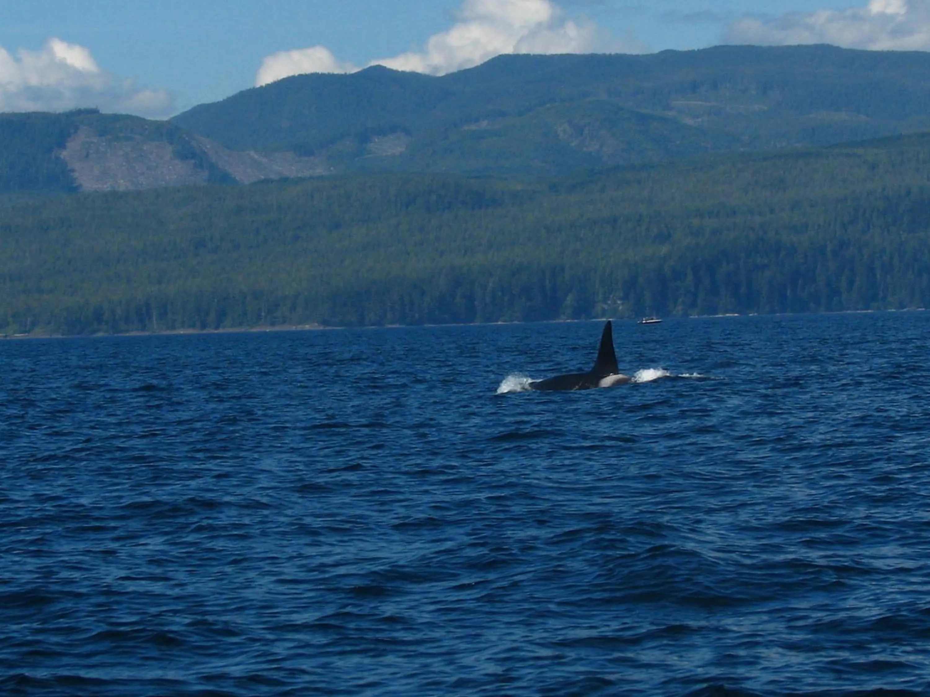Entertainment in A Shack In The Woods
