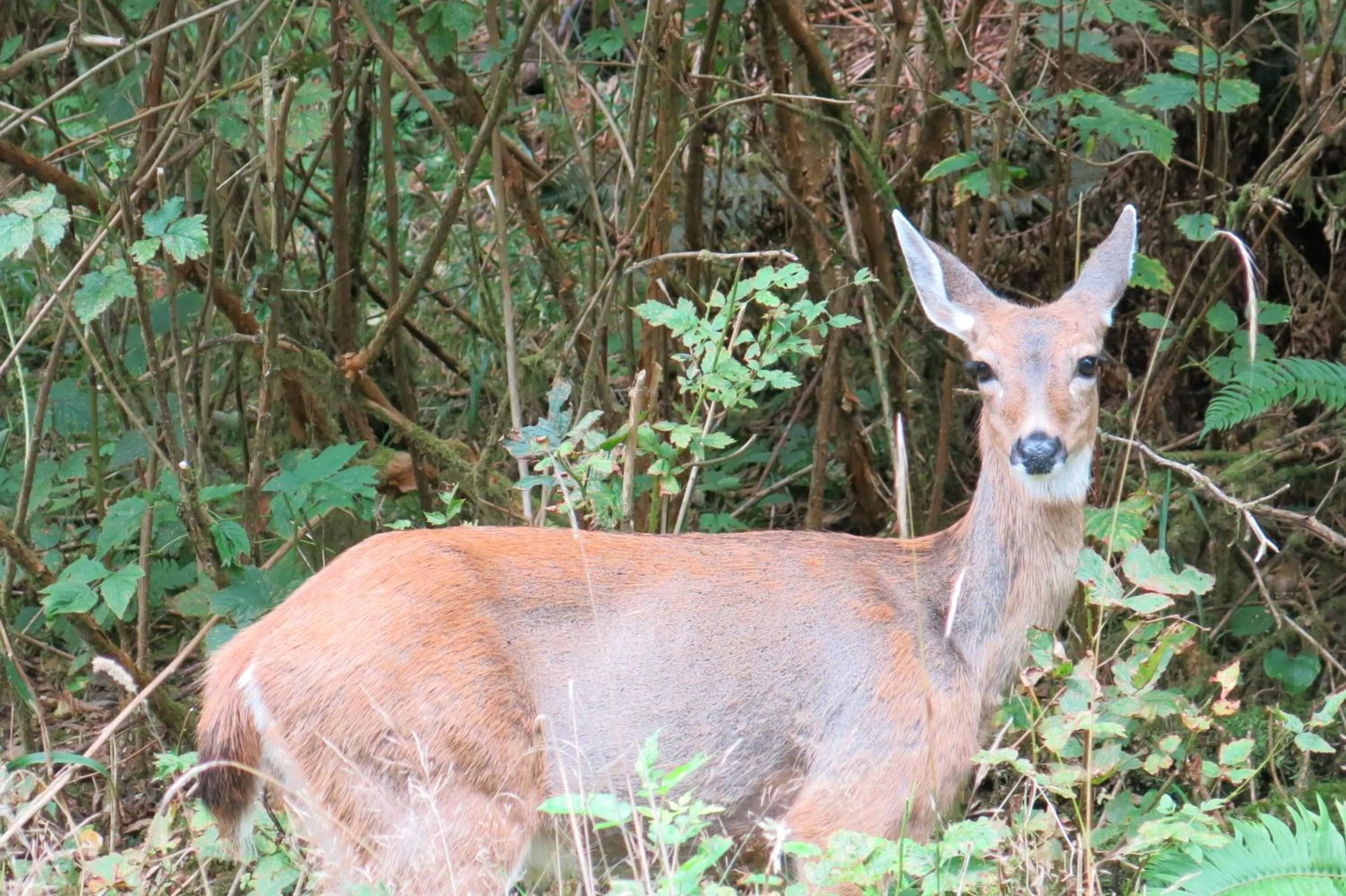 Animals in A Shack In The Woods