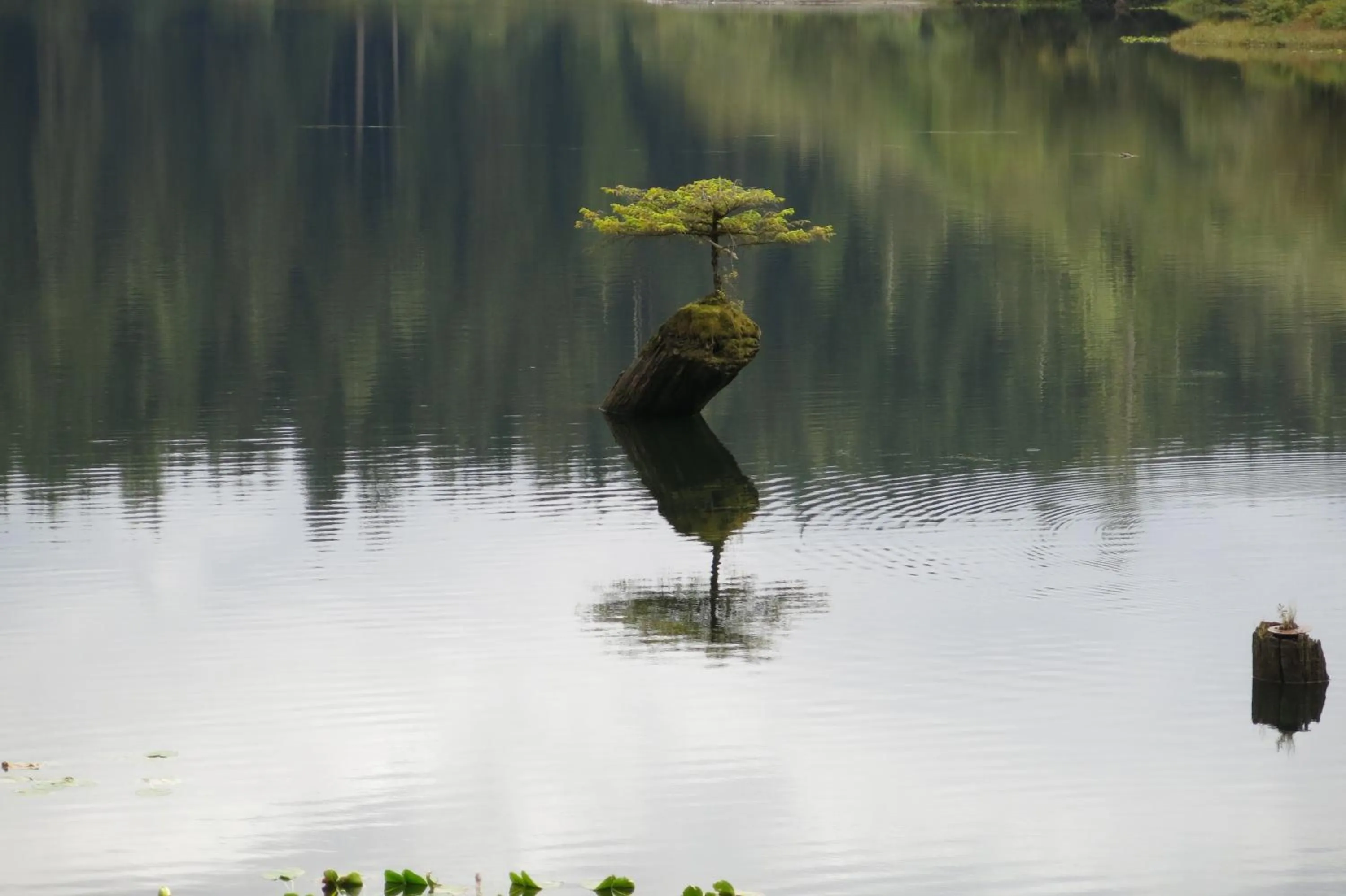 Lake view in A Shack In The Woods