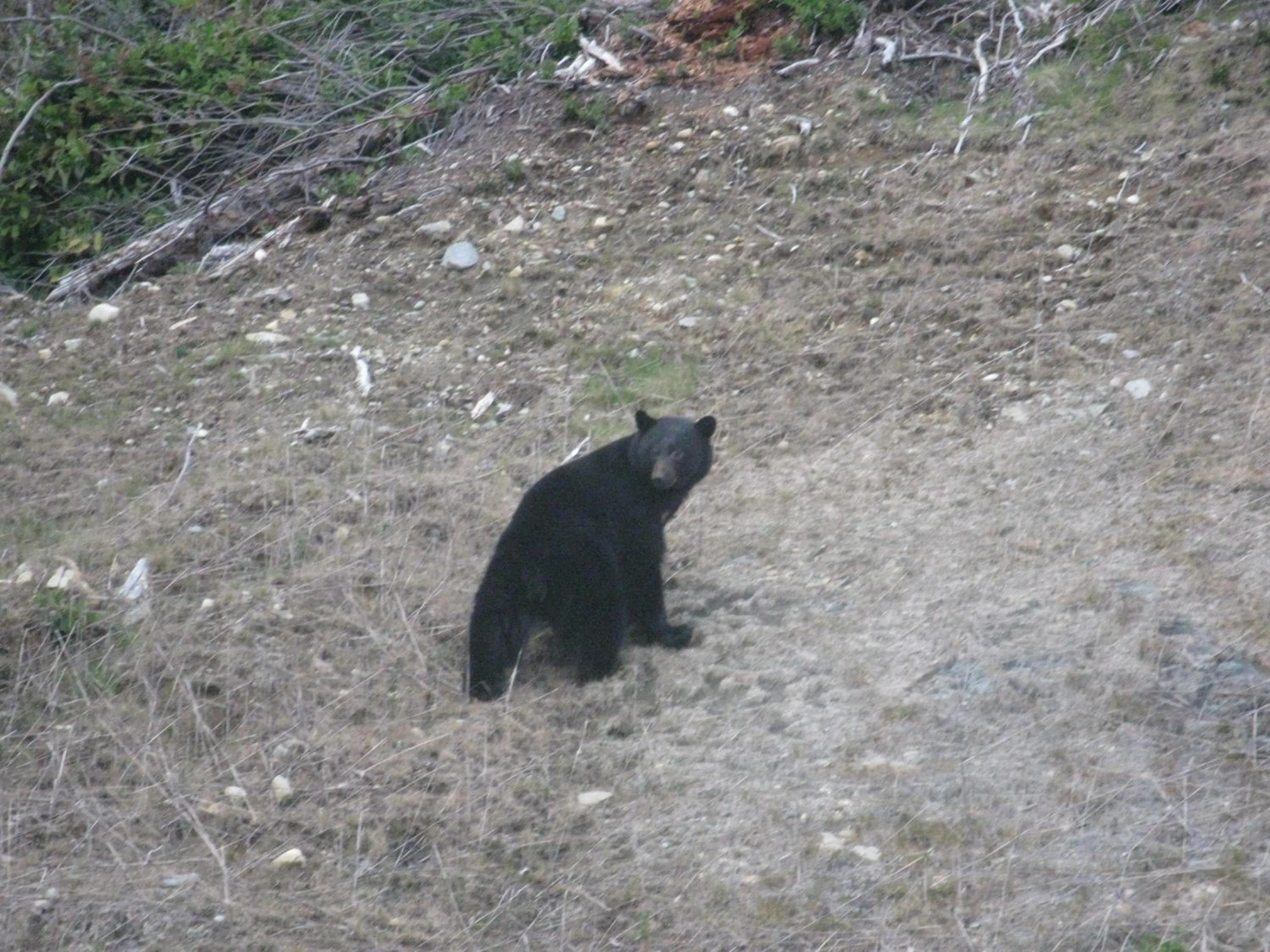 Animals in A Shack In The Woods