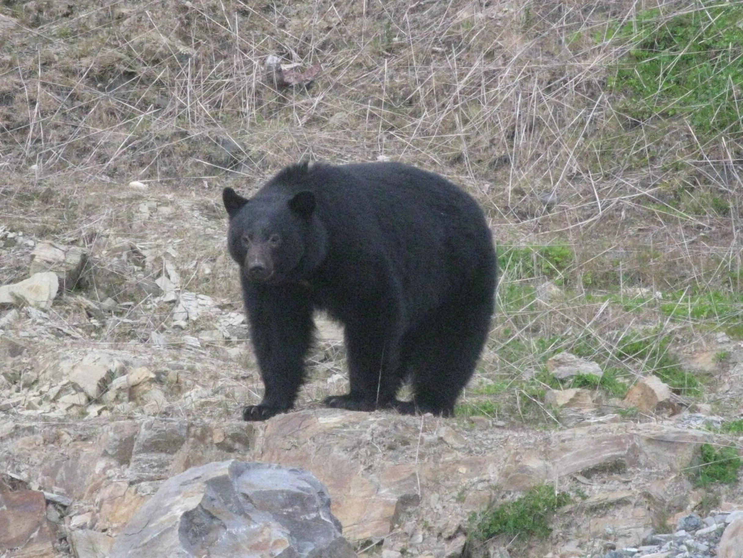 Animals in A Shack In The Woods