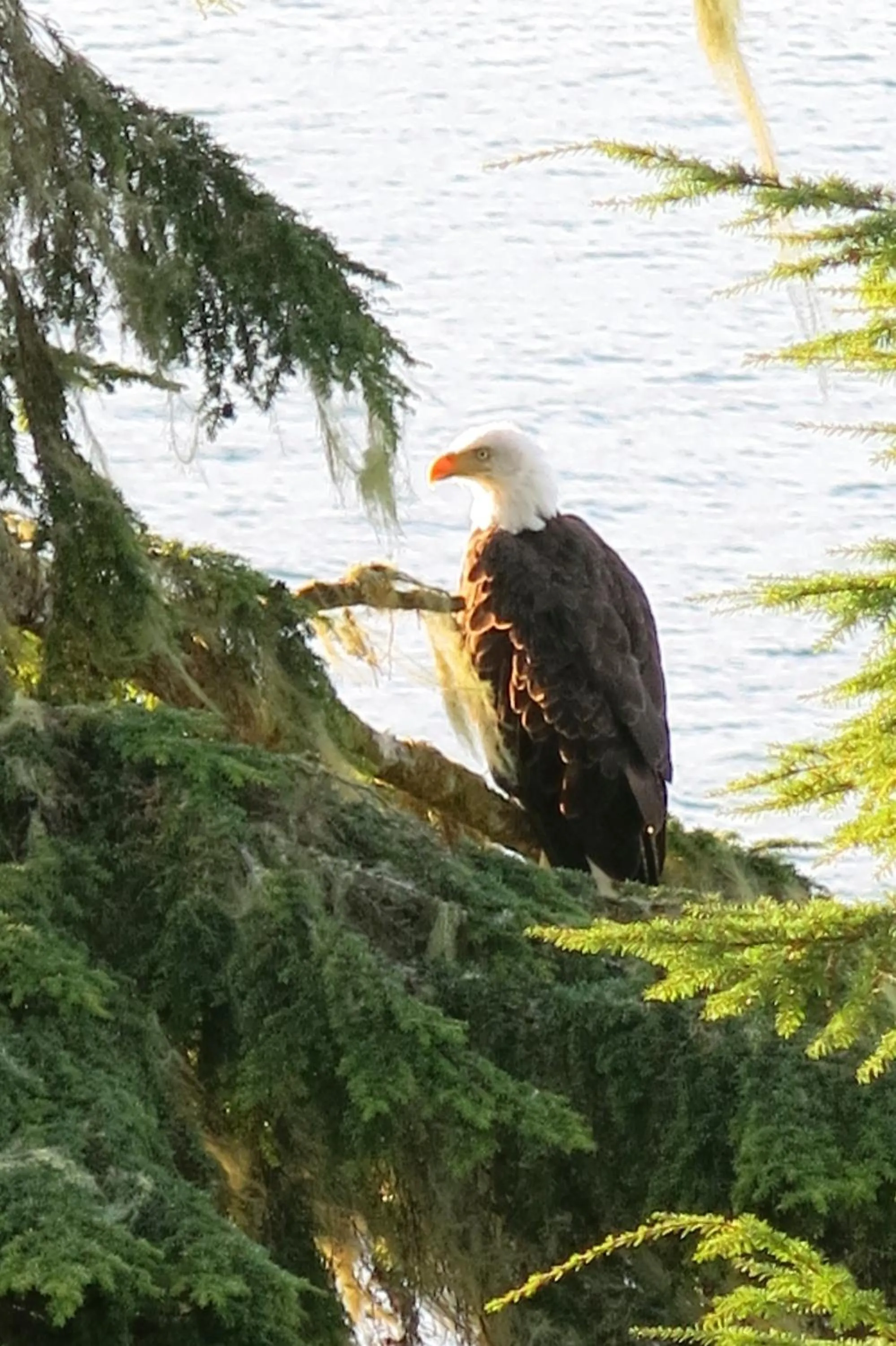 Animals in A Shack In The Woods