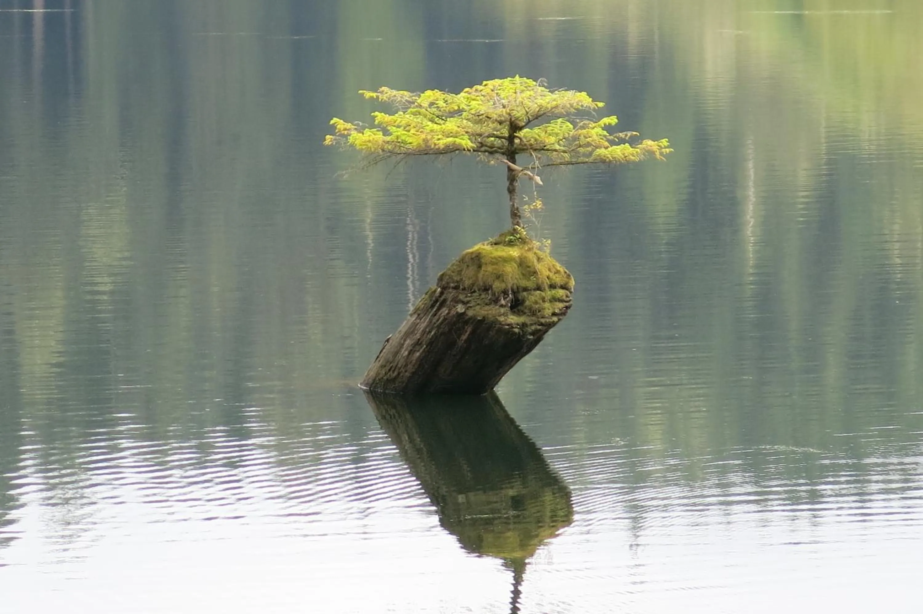 Natural landscape in A Shack In The Woods