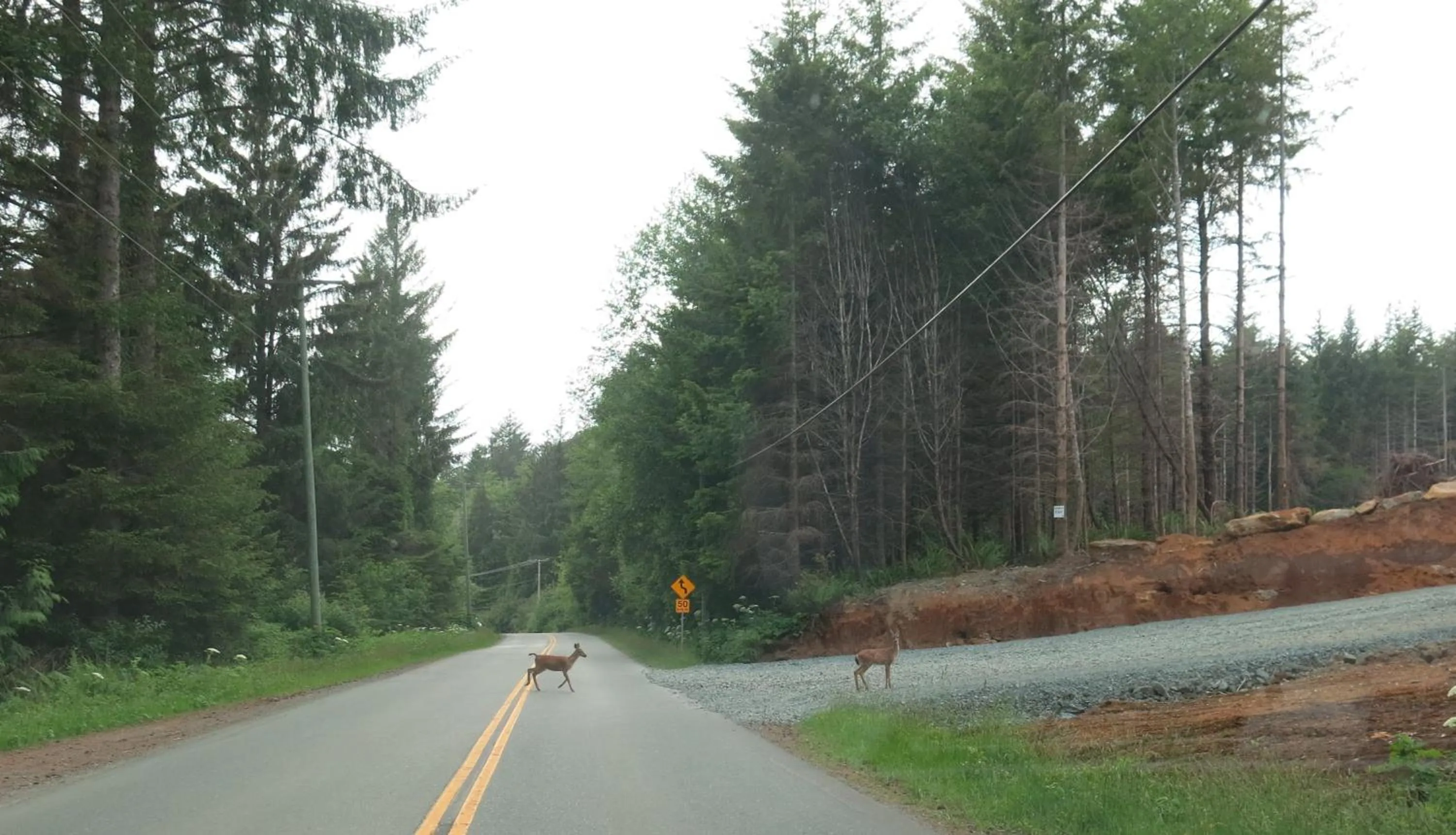Day in A Shack In The Woods