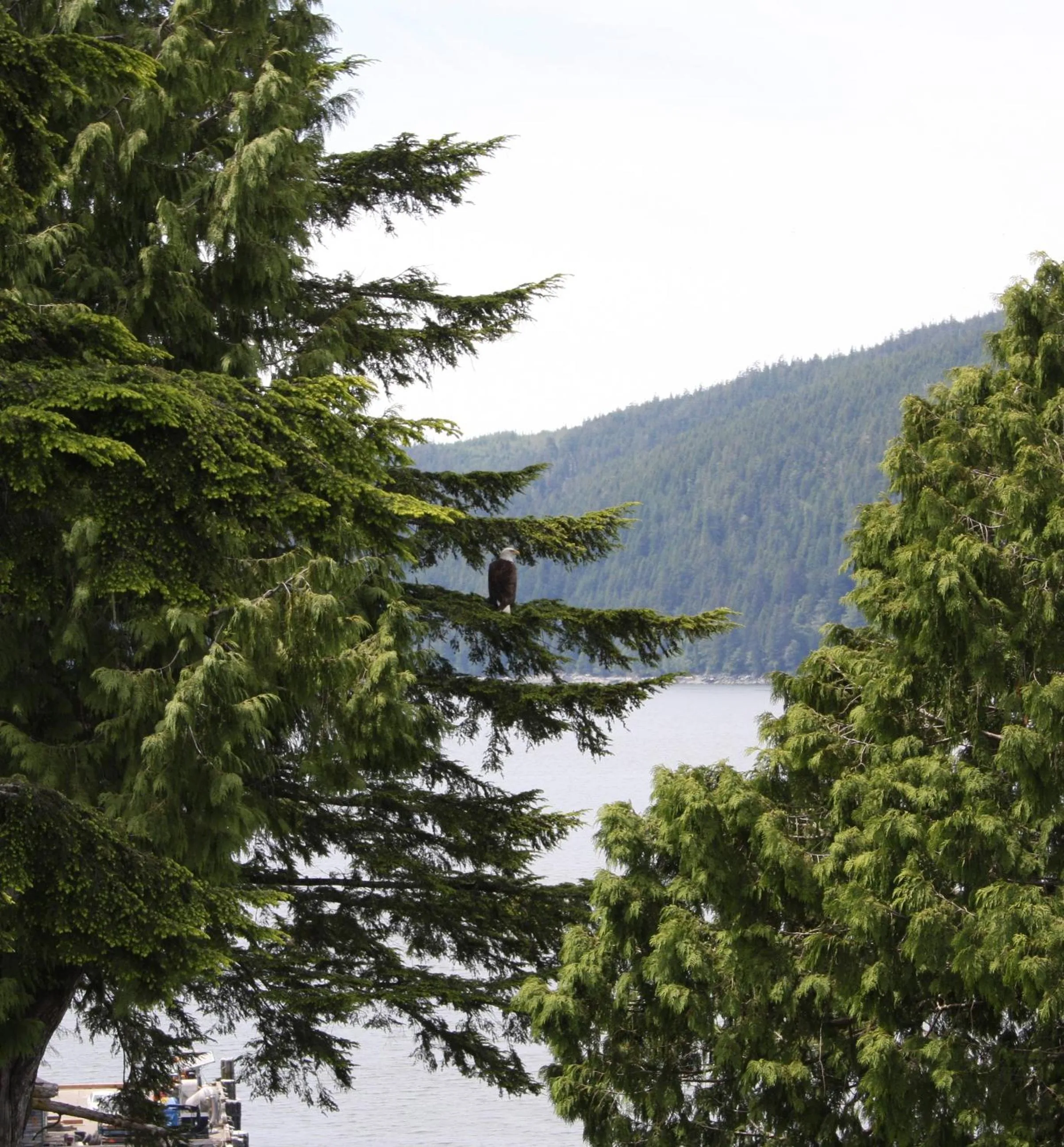 Natural landscape in A Shack In The Woods