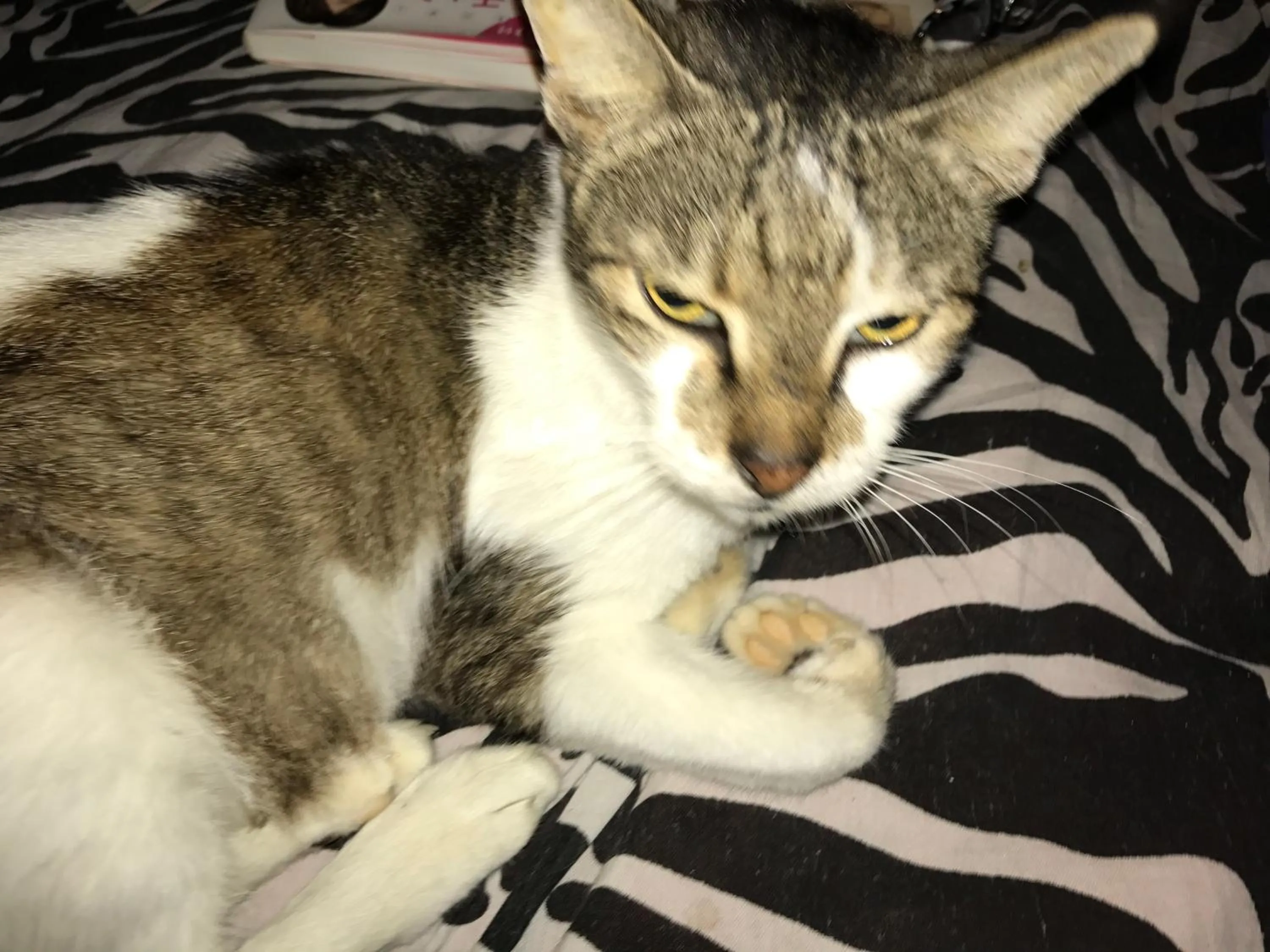 Pets in Paradise Beach Bungalows