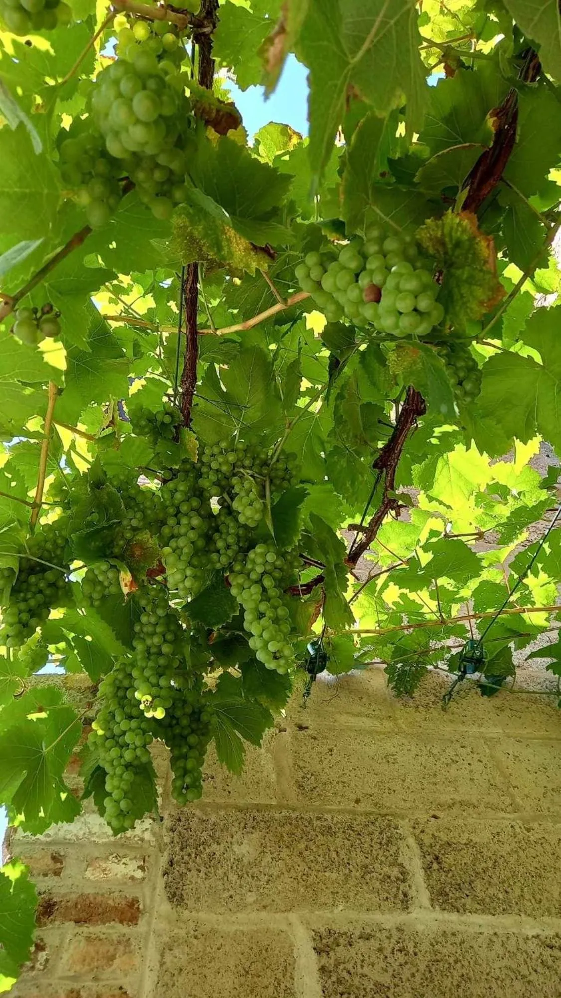 Garden in B&B Windsor - Guesthouse