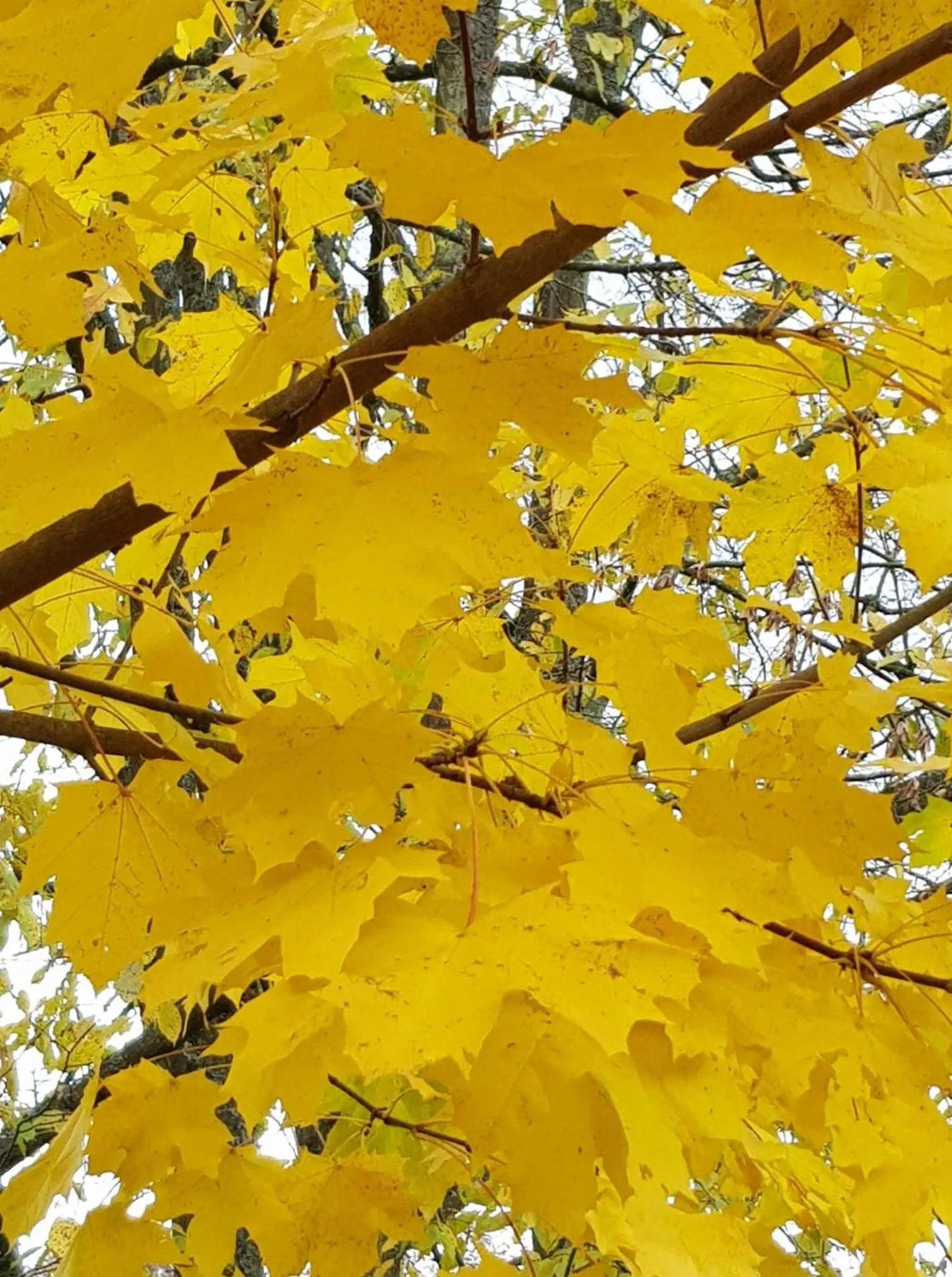 Garden in B&B Windsor - Guesthouse