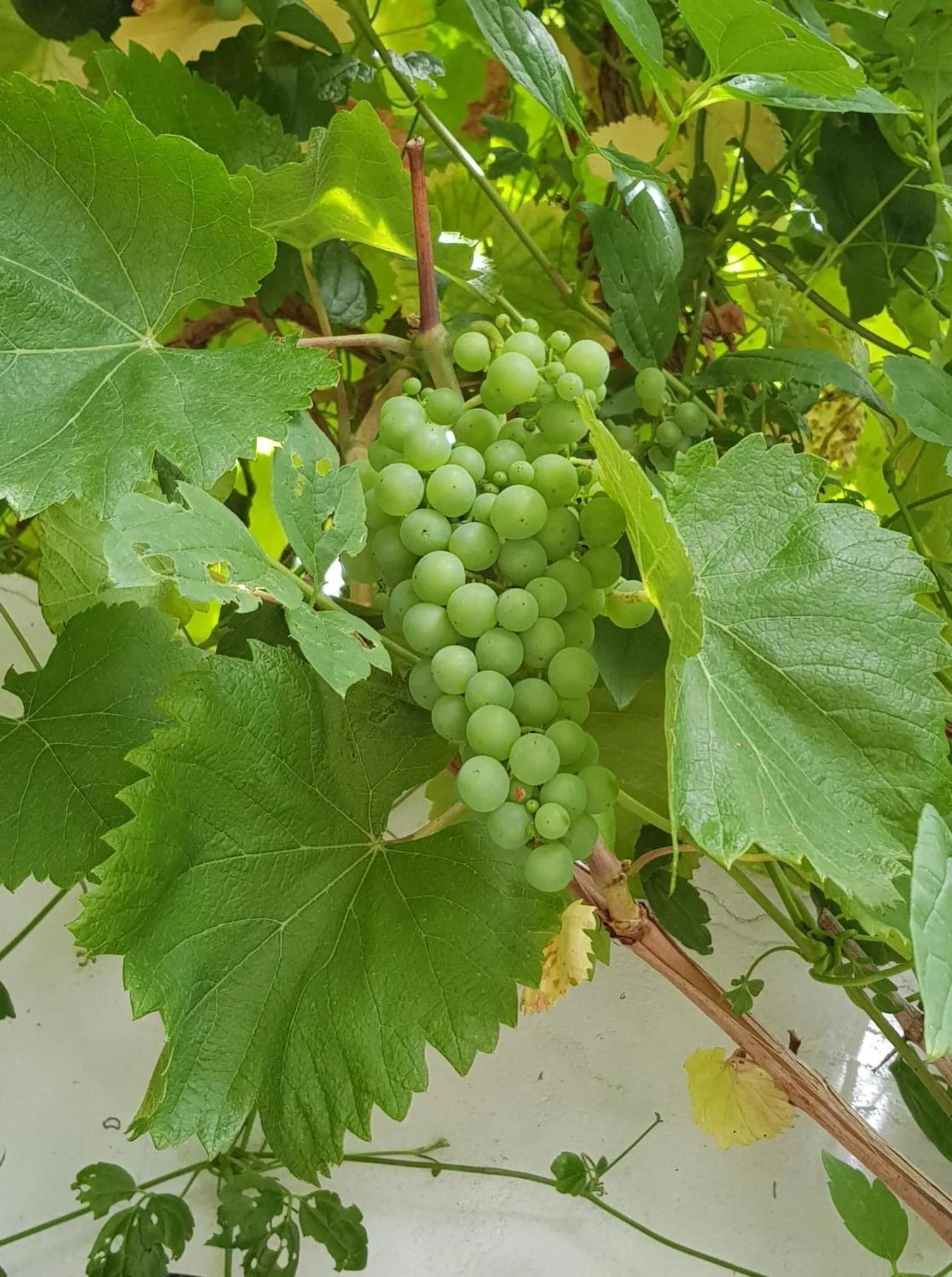 Garden in B&B Windsor - Guesthouse