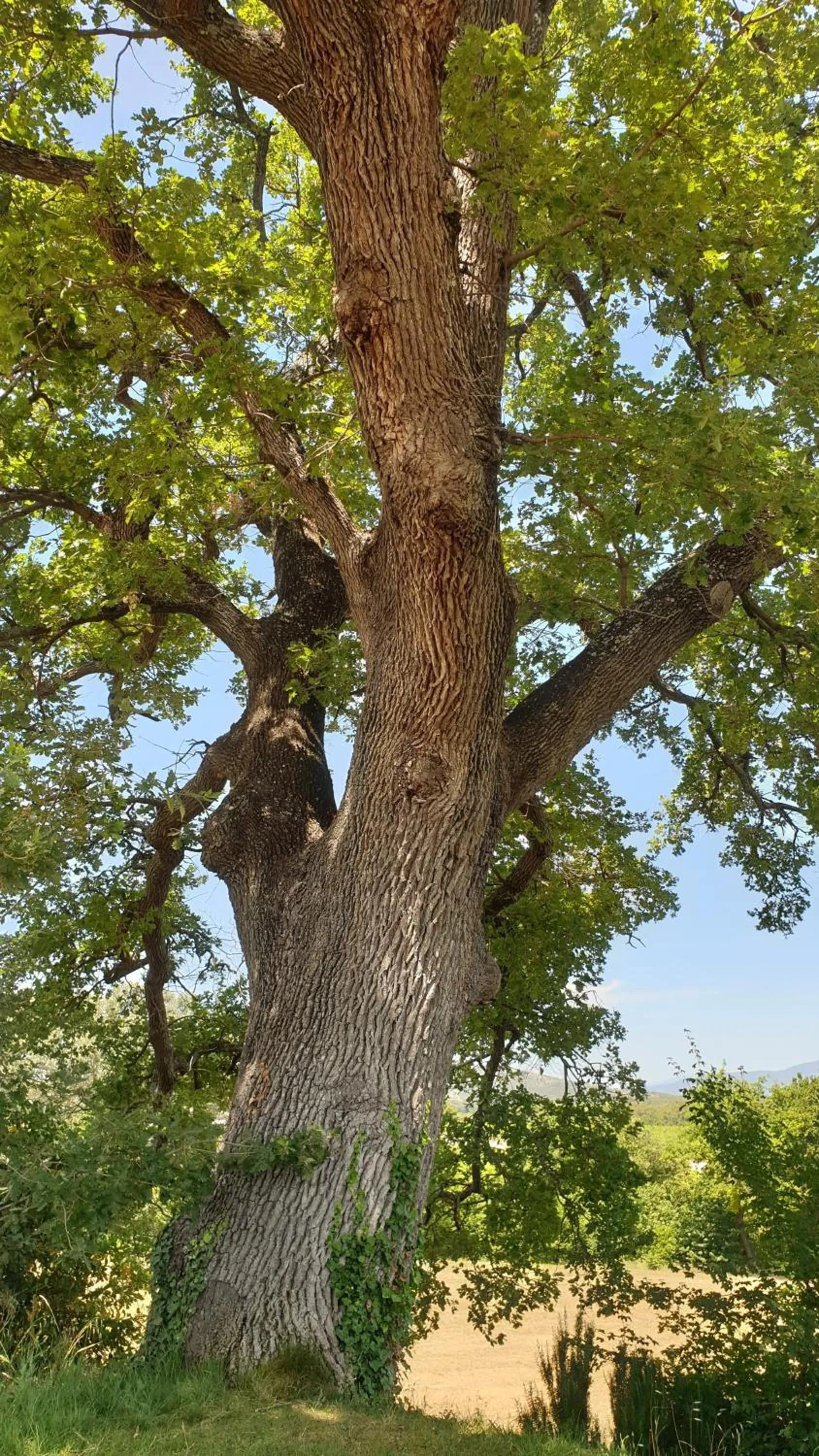 Natural landscape in Boutique Hôtel Entraigues