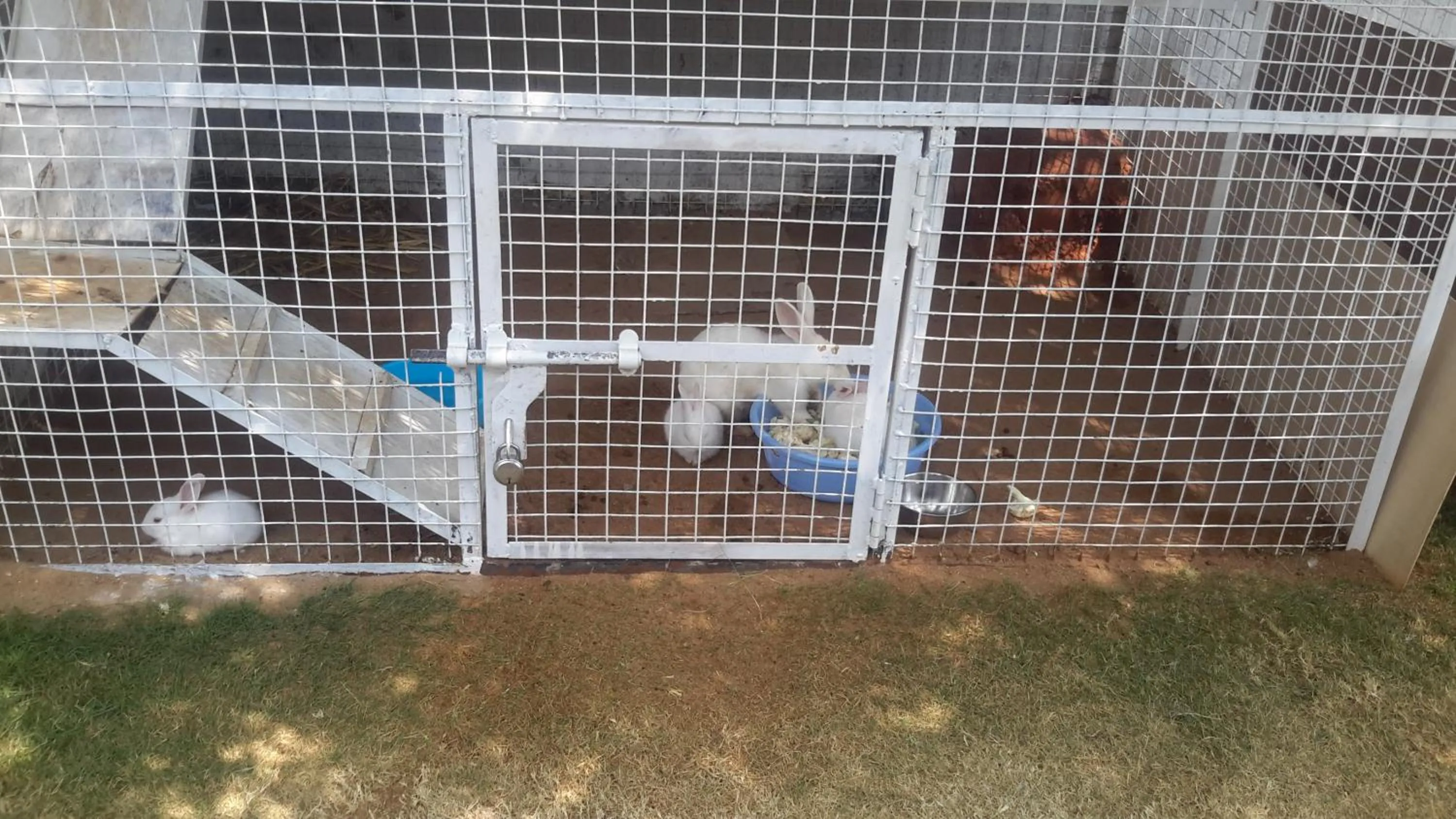 Animals in Mrugavani Resort & Spa