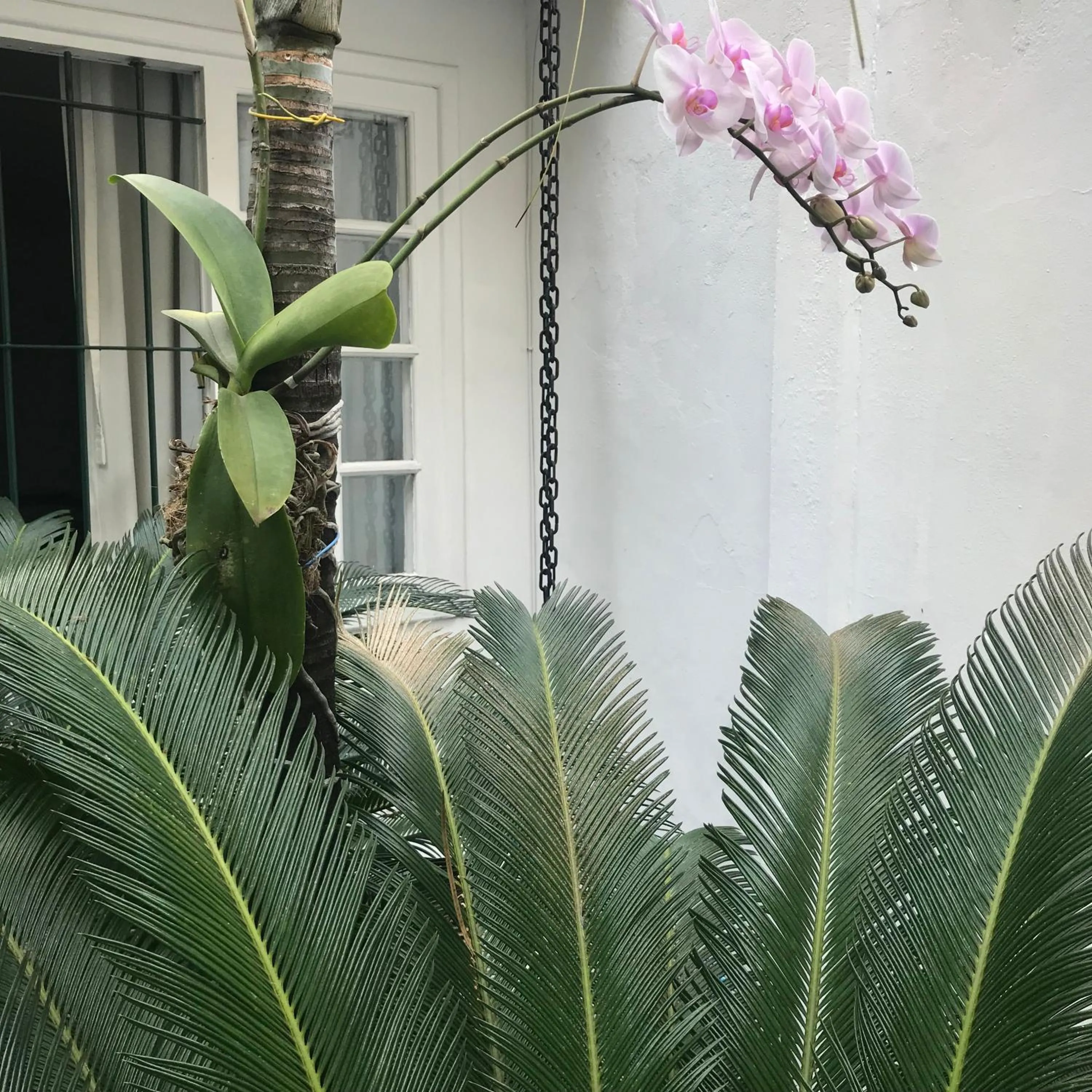 Garden view in Hotel Petit Village Icaraí