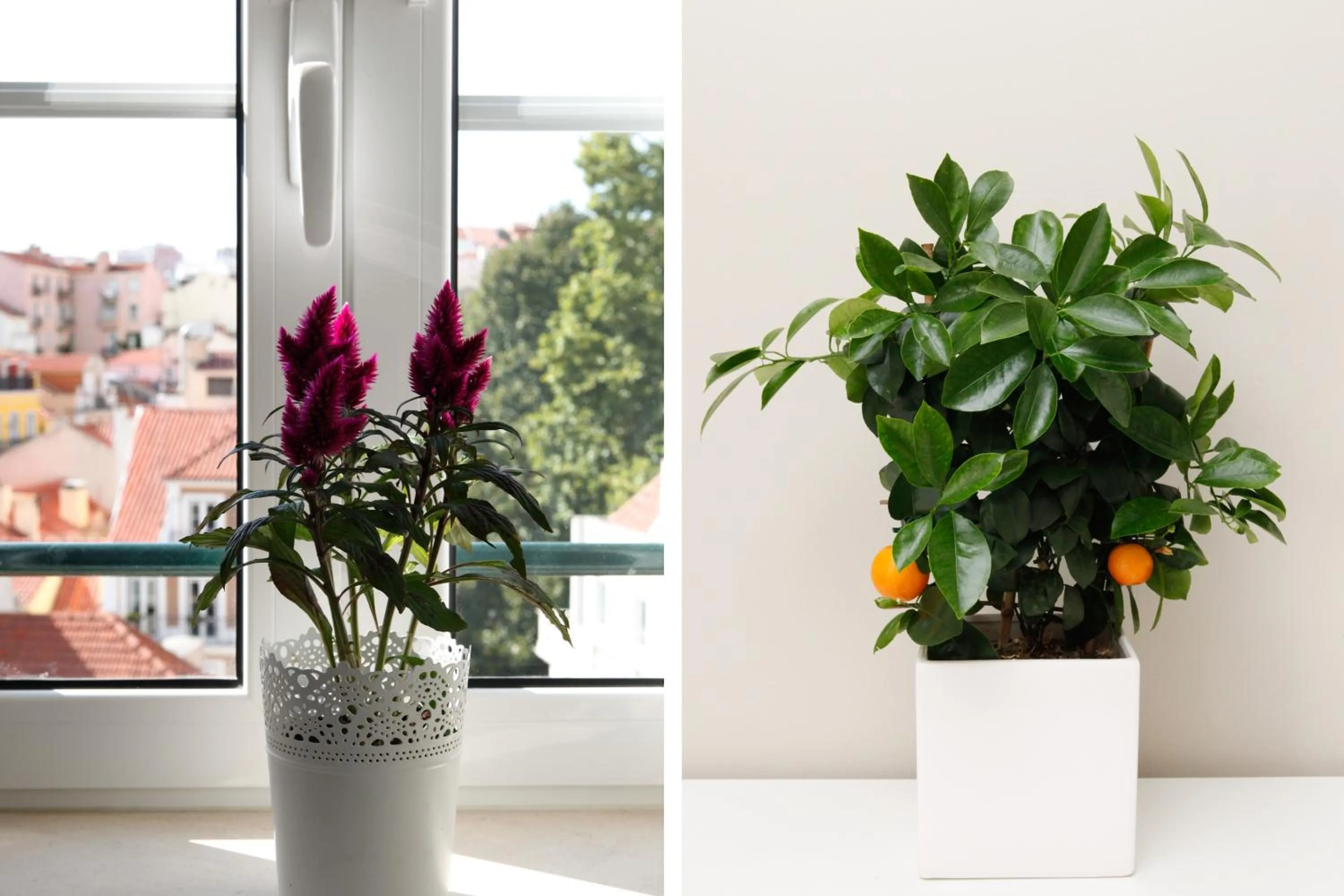 Decorative detail in Flores Guest House