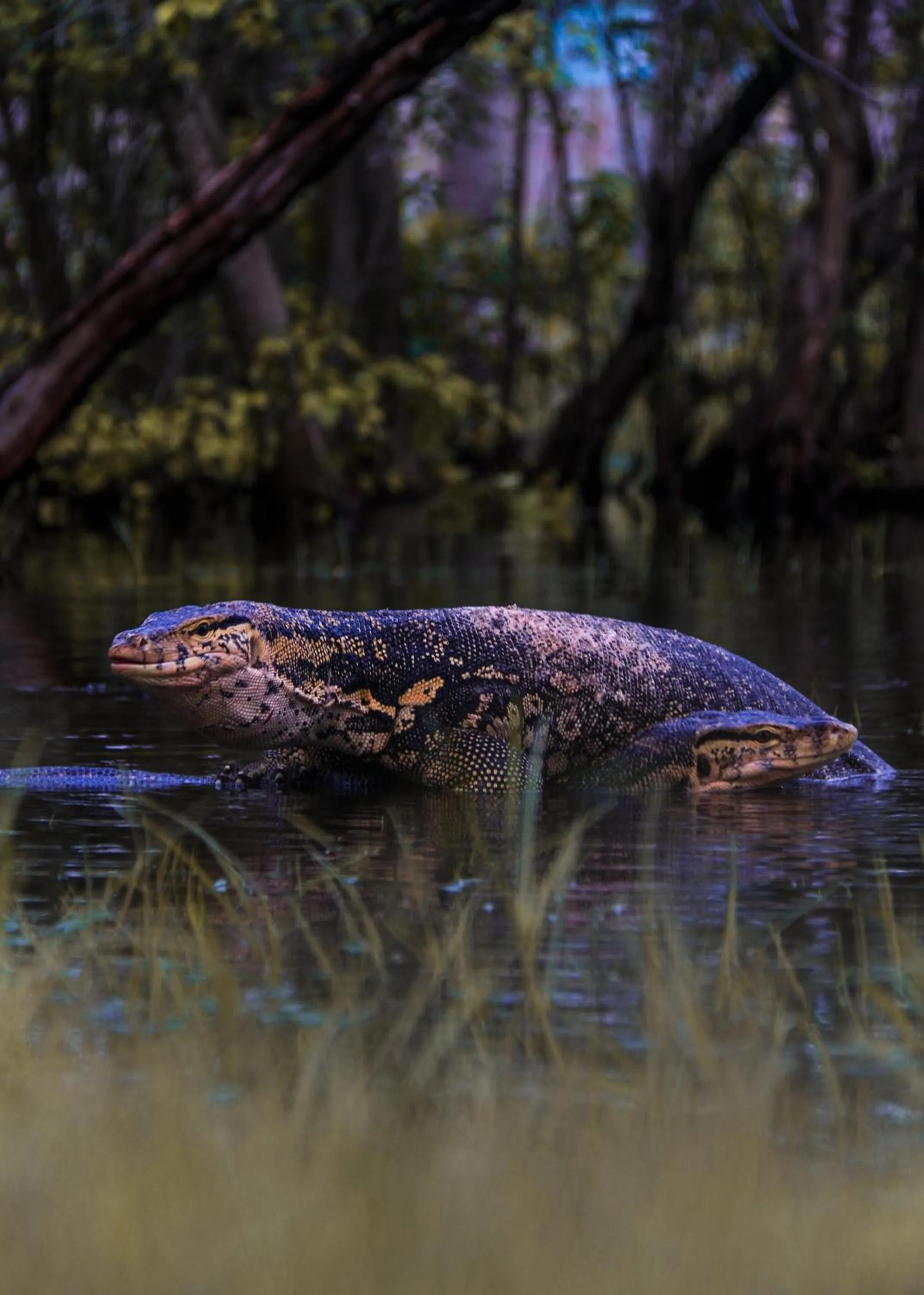 Animals in Segar Village