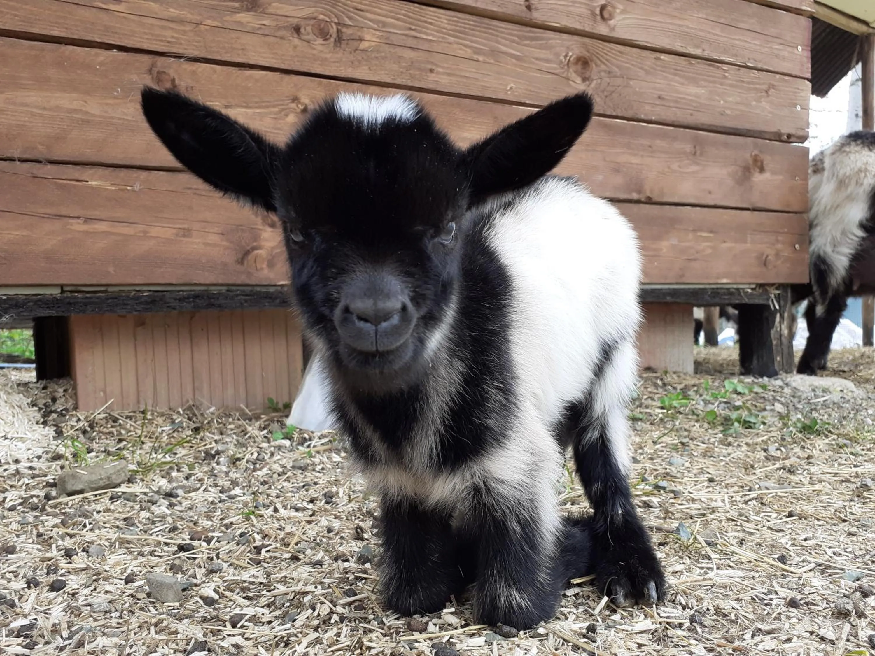 Animals in Cà Gennara Agri B&B