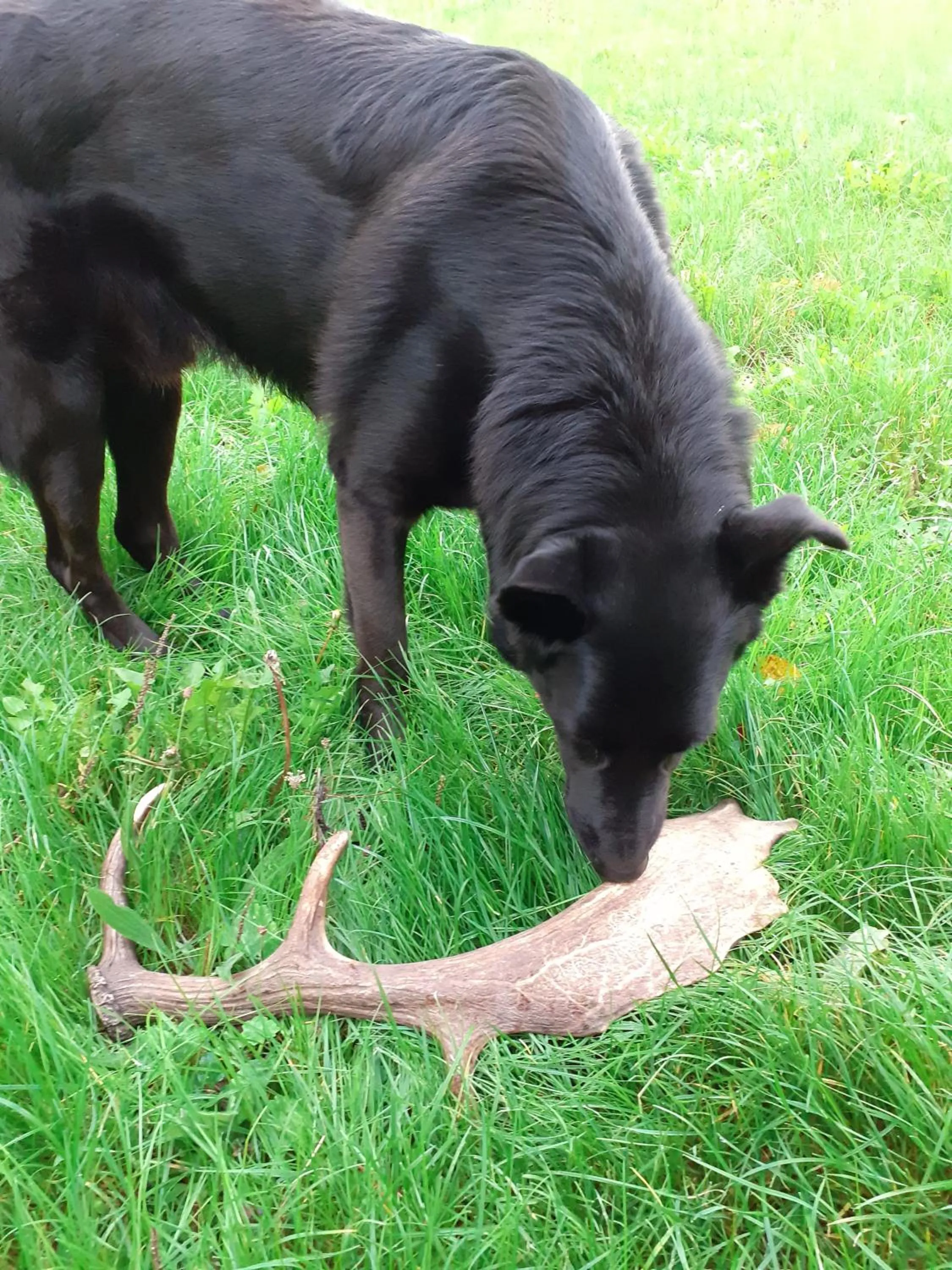 Animals in Cà Gennara Agri B&B