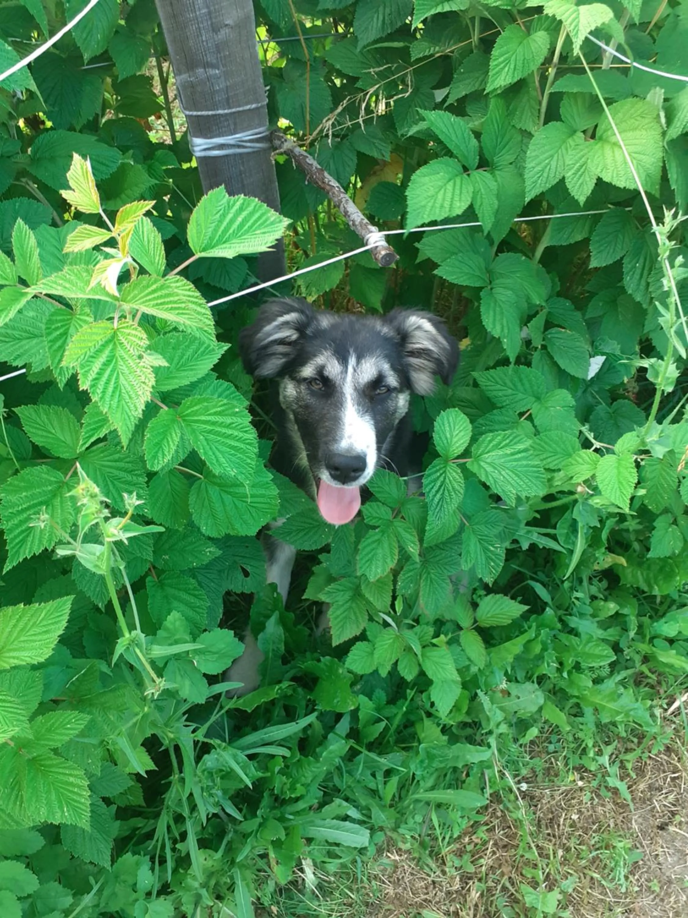 Pets in Cà Gennara Agri B&B
