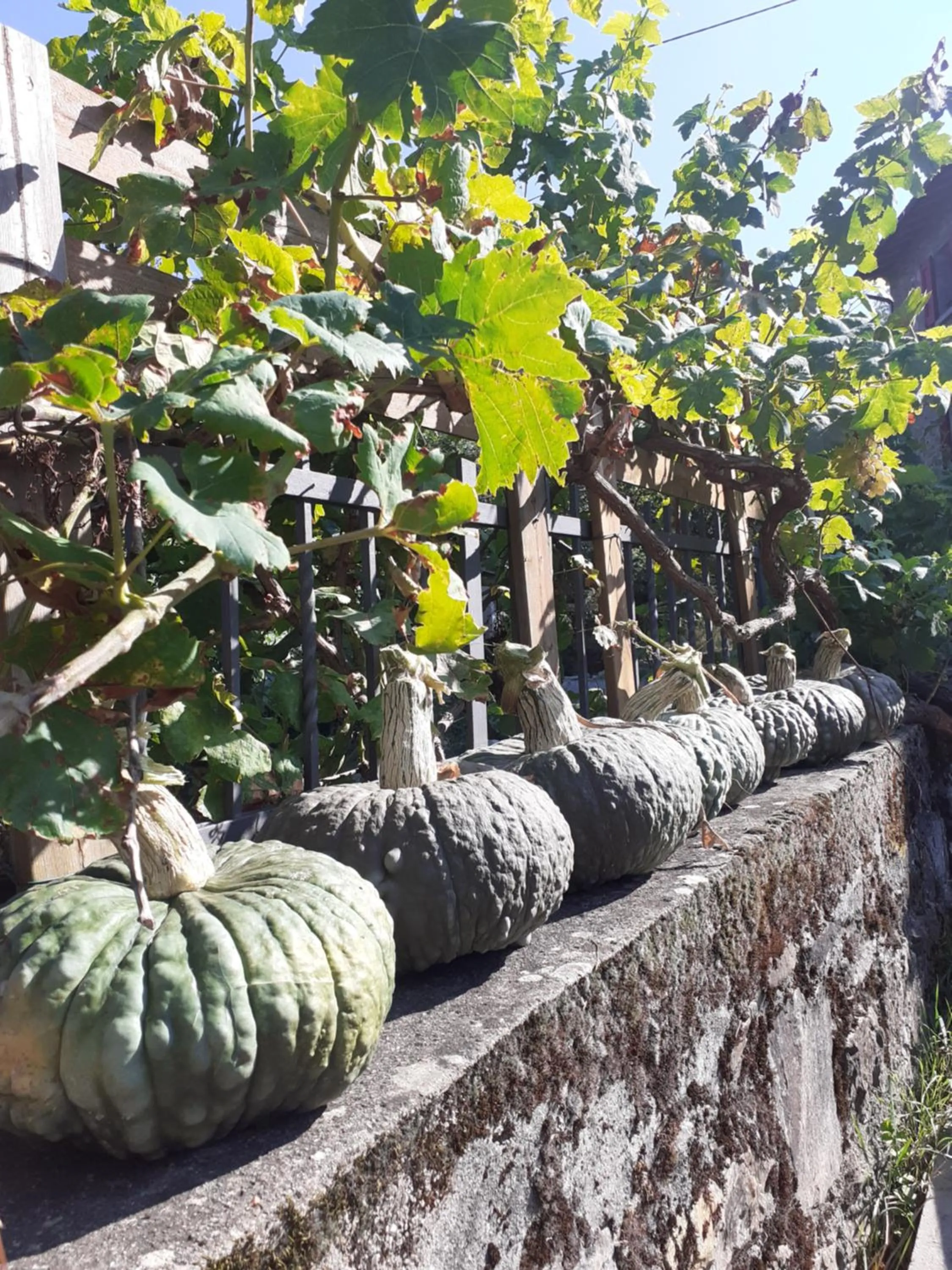 Garden in Cà Gennara Agri B&B