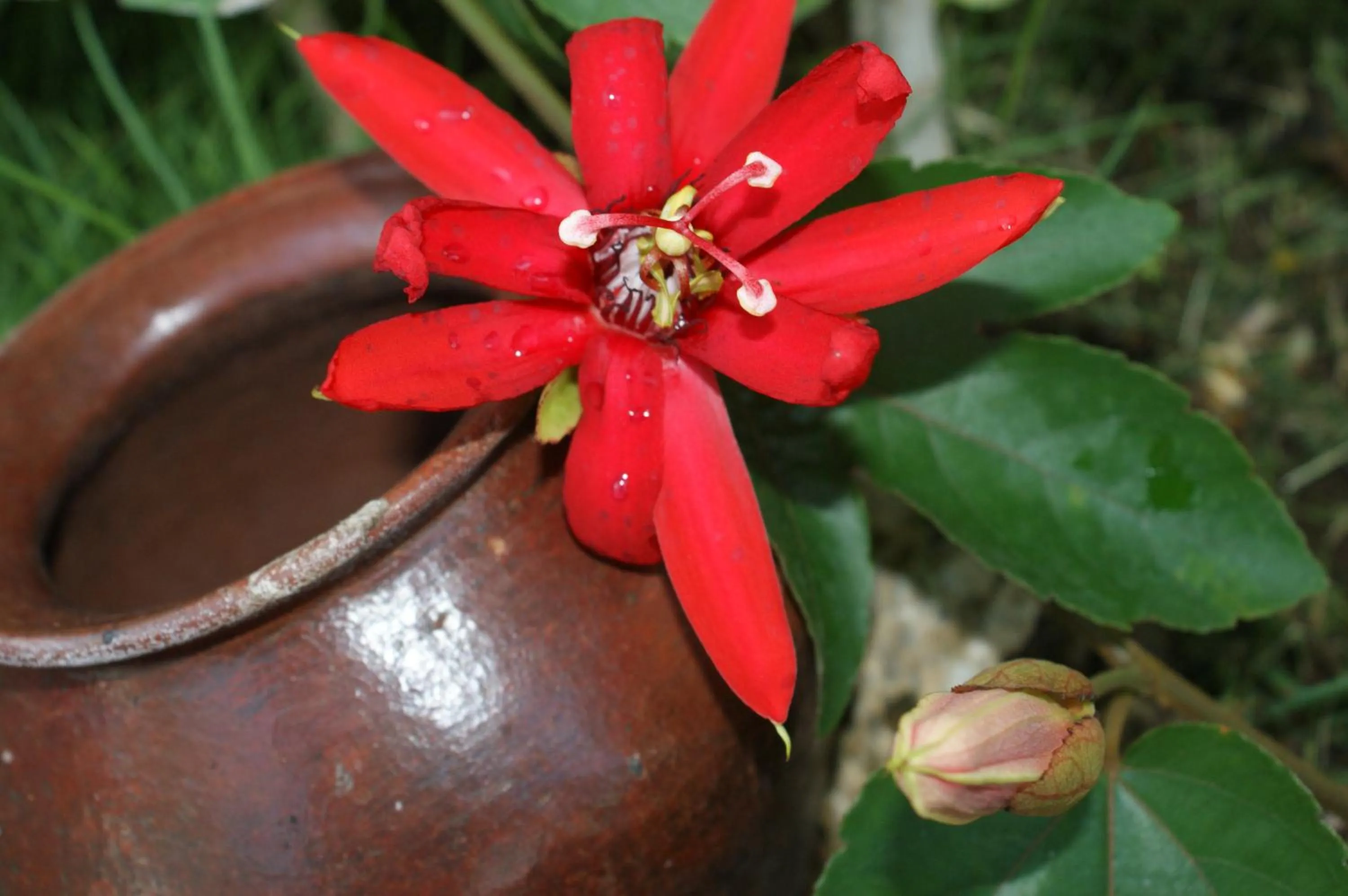 Decorative detail in Villa Anjing 2