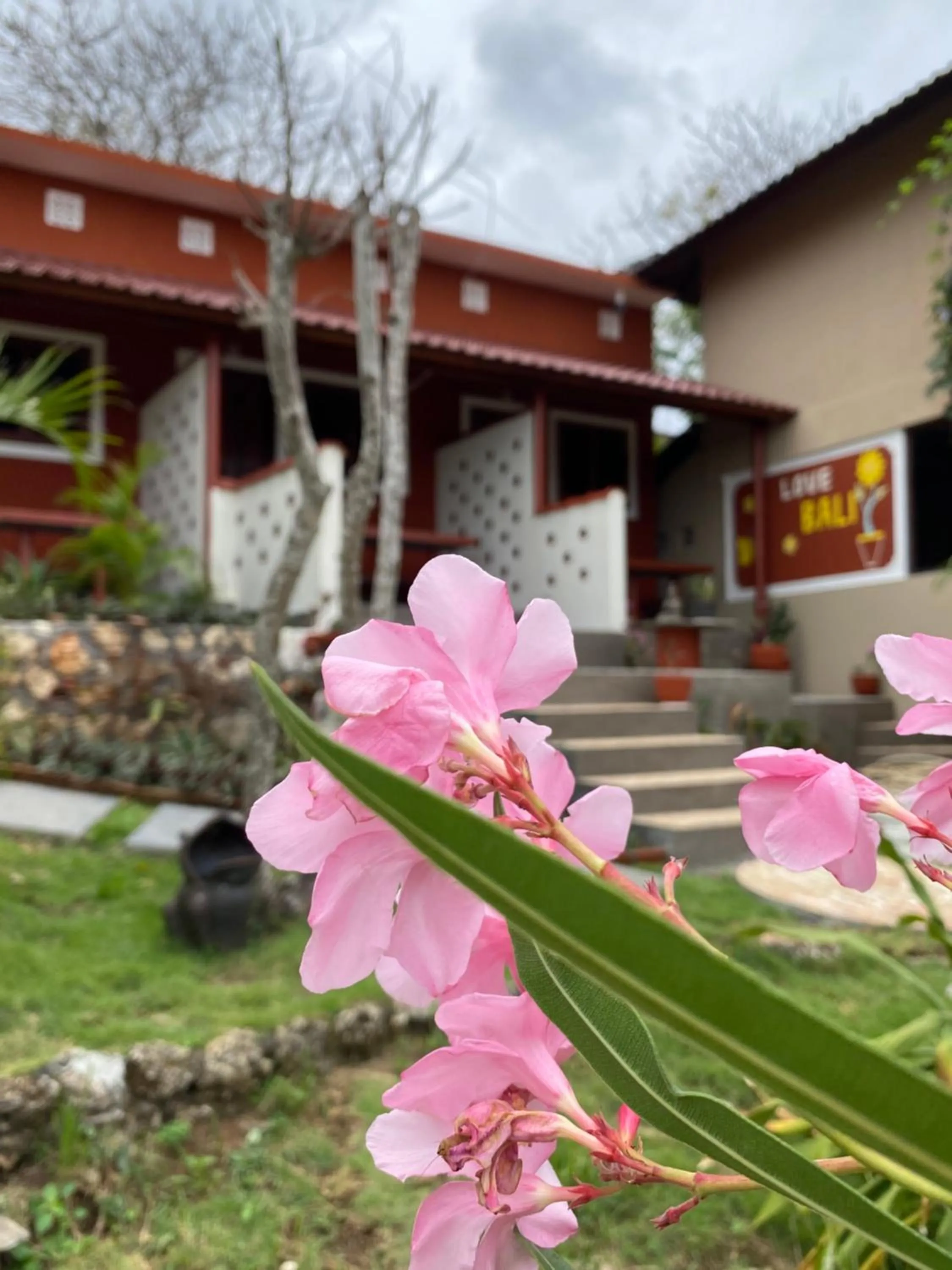 Garden in Villa Anjing 2