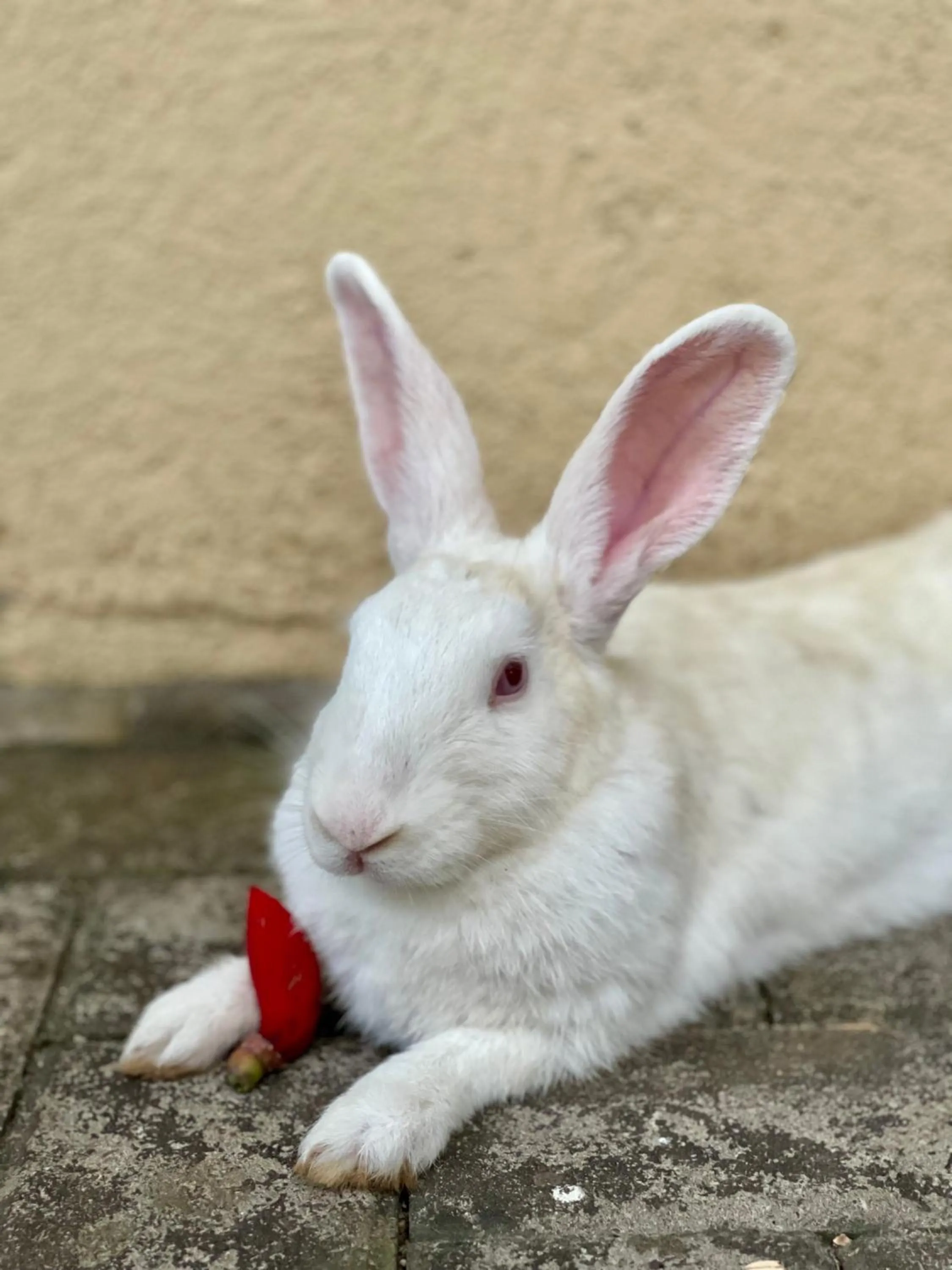 Olanro Hotel Negombo