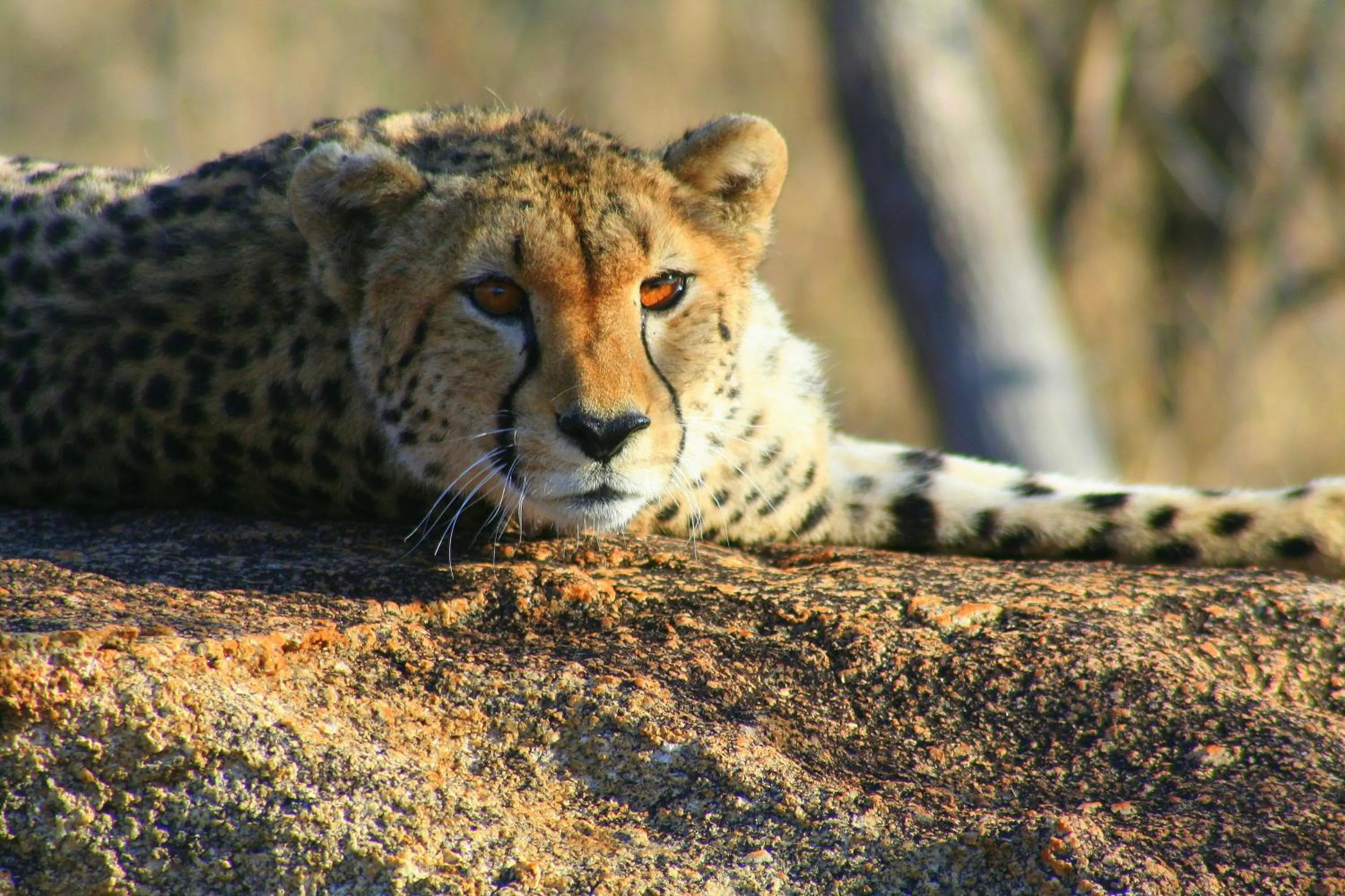 Communal lounge/ TV room in Karongwe - Kuname Safari Lodge