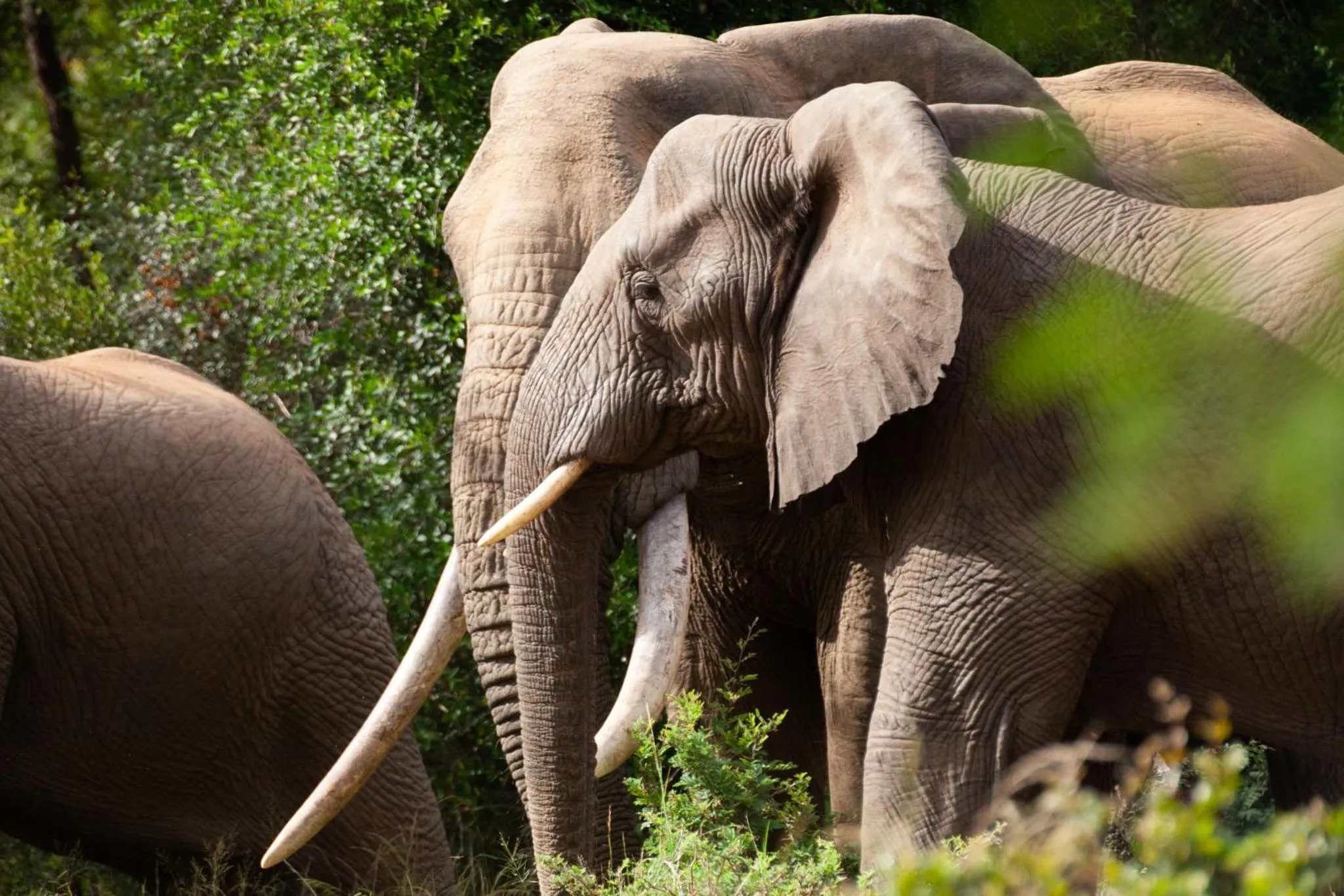 Activities in Karongwe - Kuname Safari Lodge