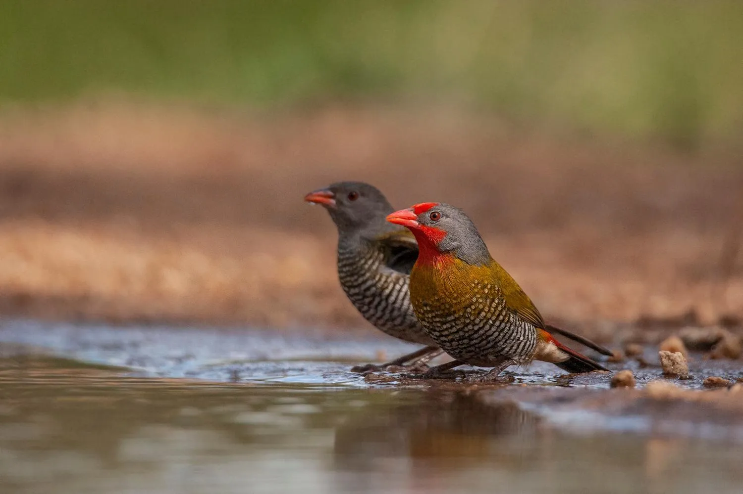 Animals in Karongwe - Kuname Safari Lodge