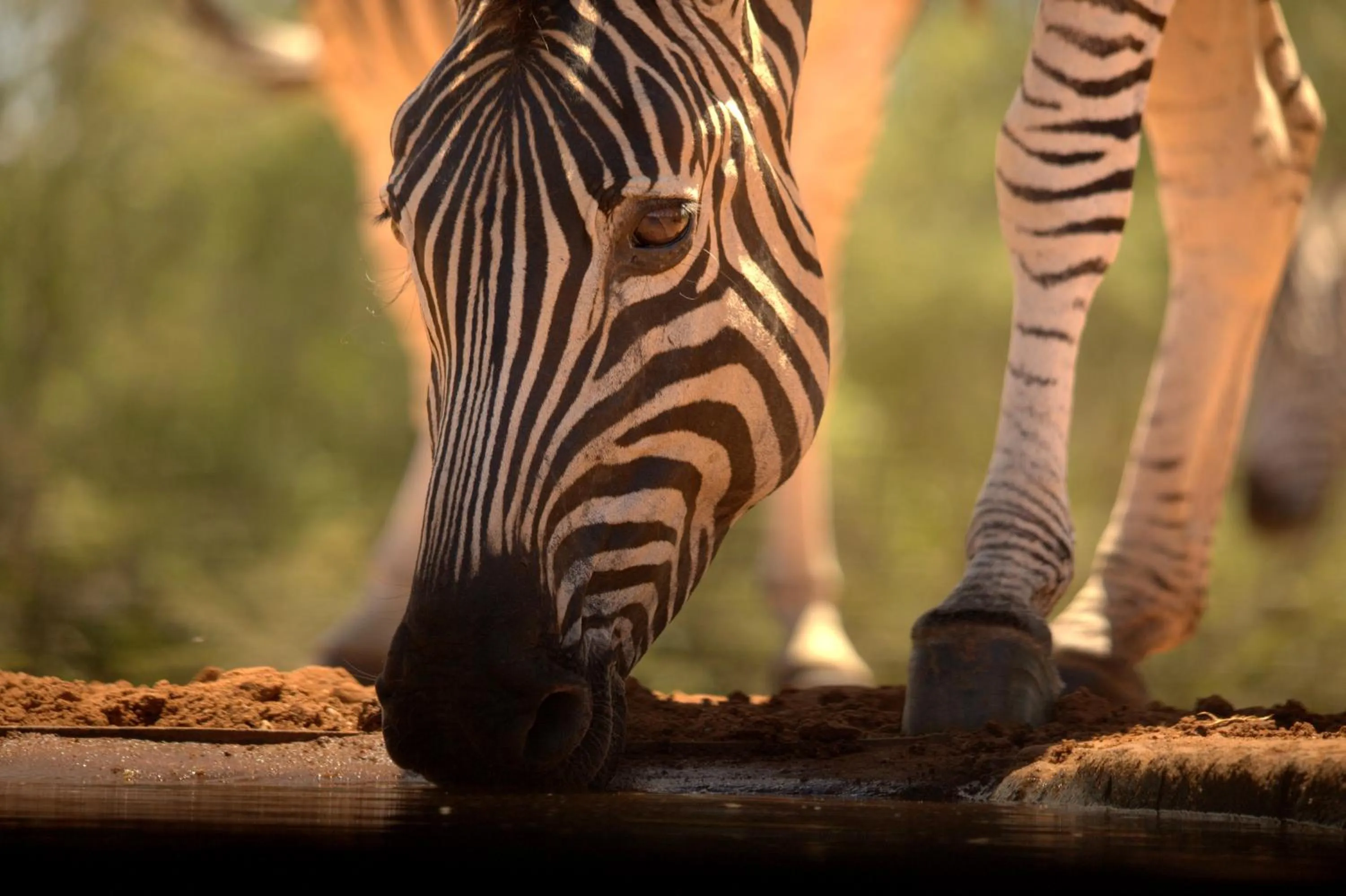 Property building in Karongwe - Kuname Safari Lodge