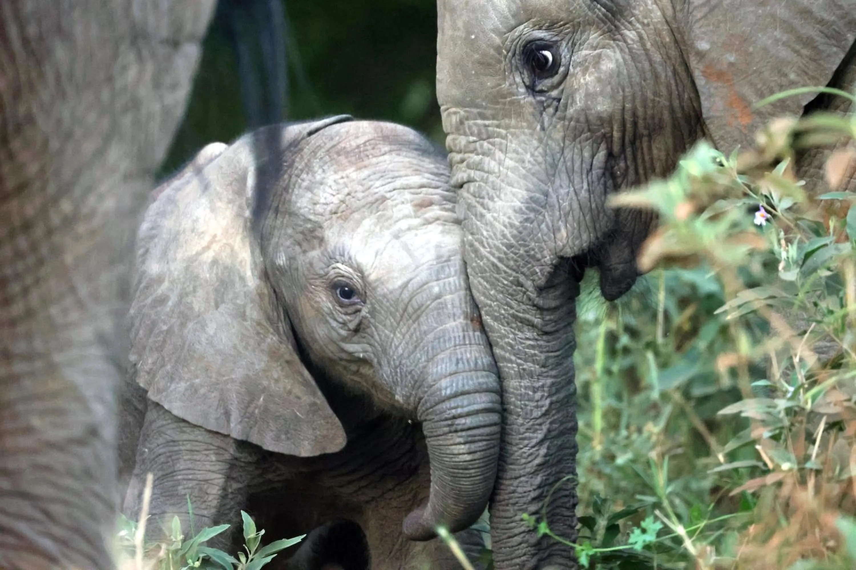 Animals in Karongwe - Kuname Safari Lodge