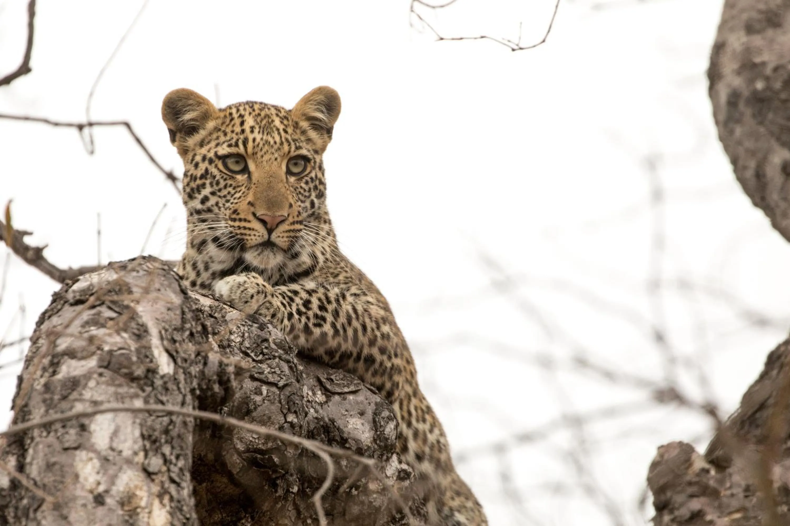 Property logo or sign in Karongwe - Kuname Safari Lodge