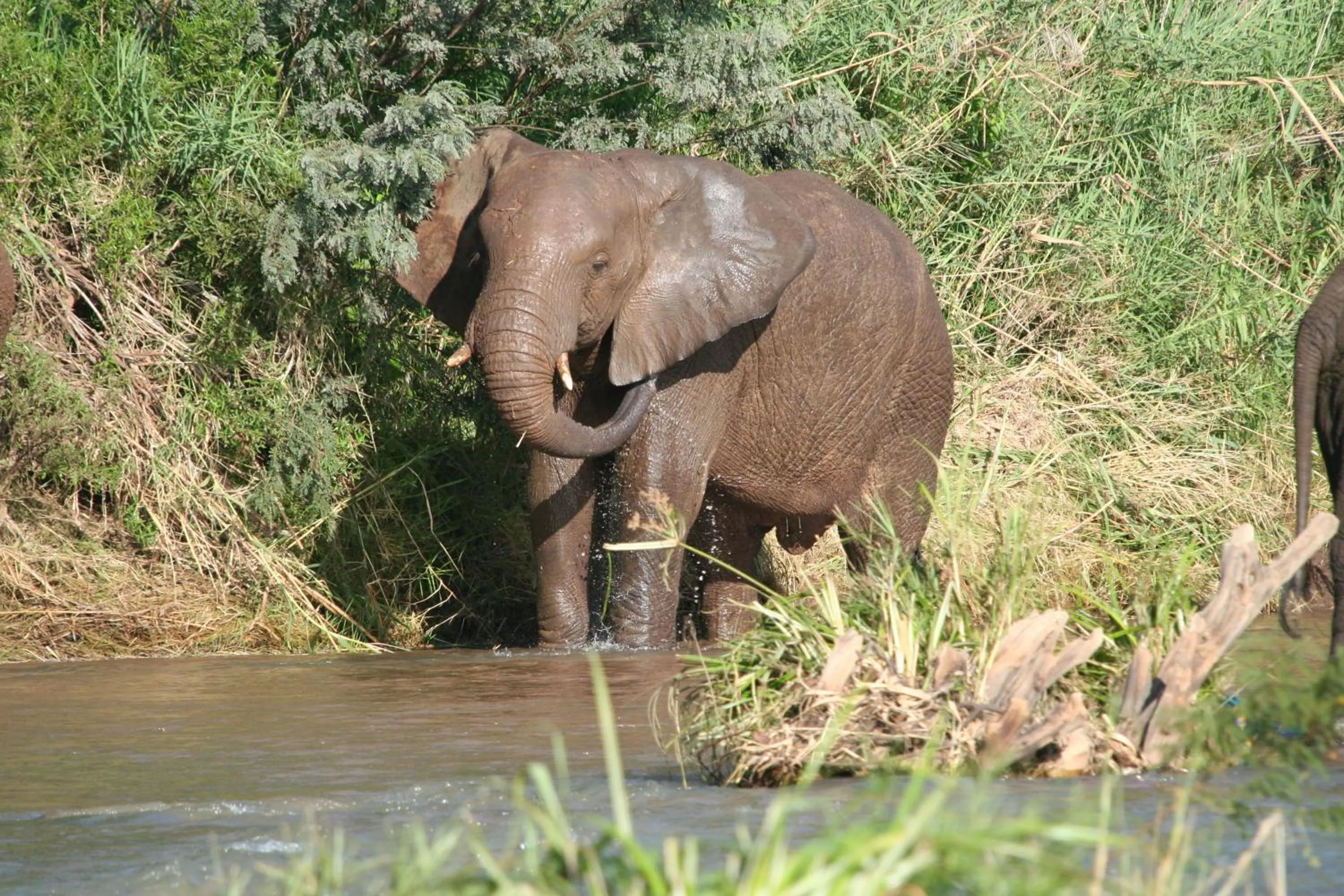 Property logo or sign in Karongwe - Kuname Safari Lodge