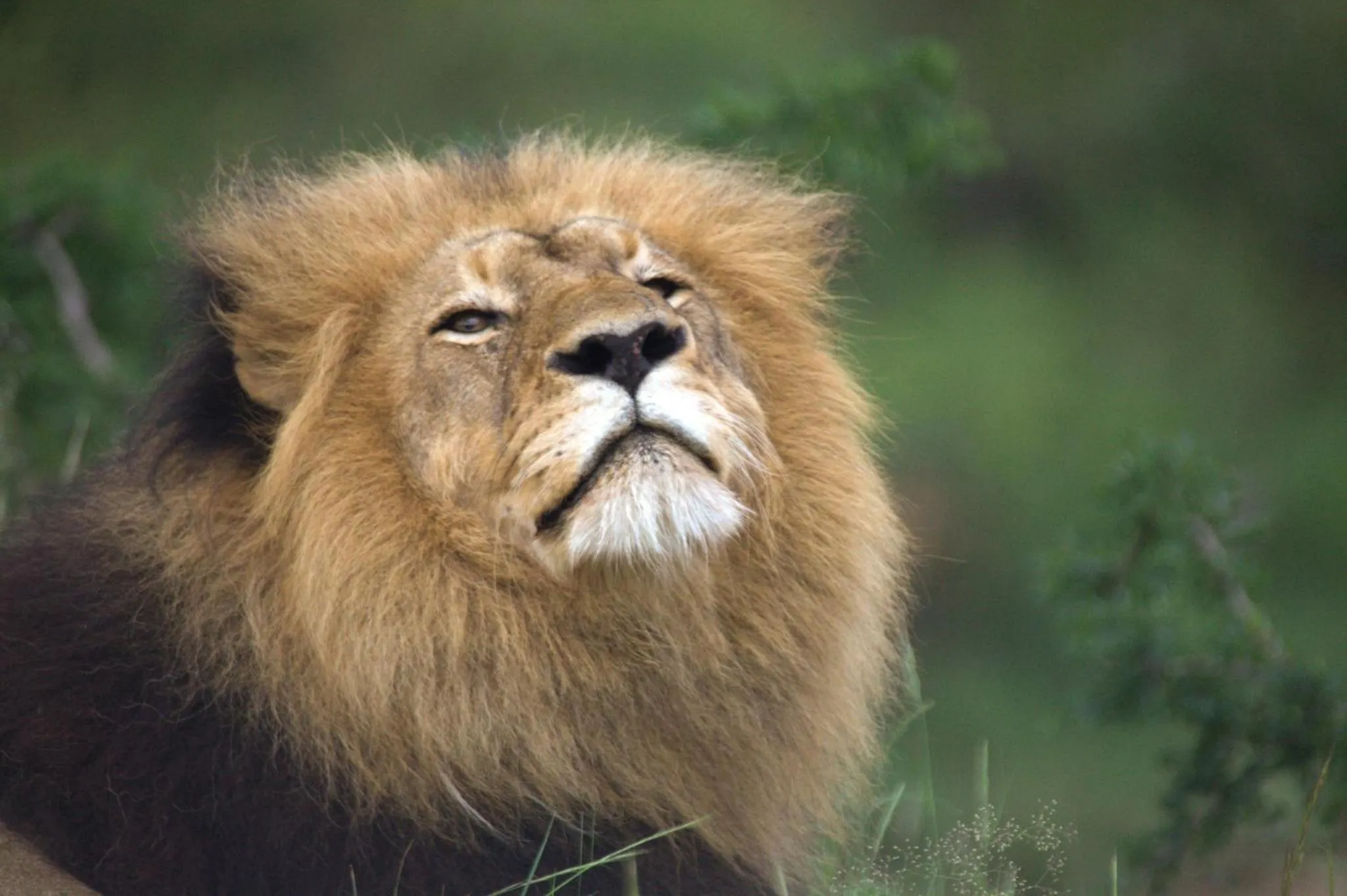 Animals in Karongwe - Kuname Safari Lodge