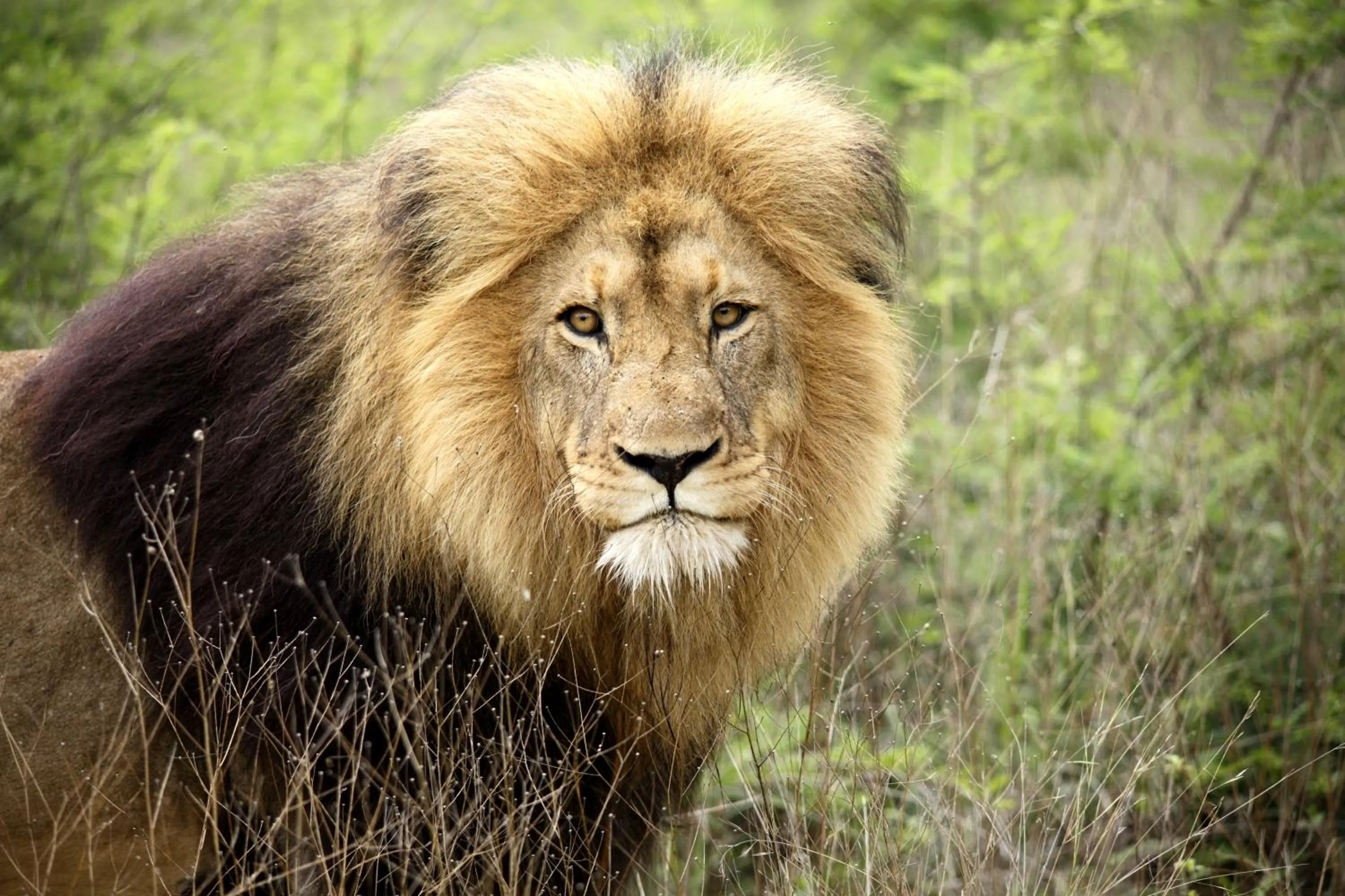 Animals in Karongwe - Kuname Safari Lodge