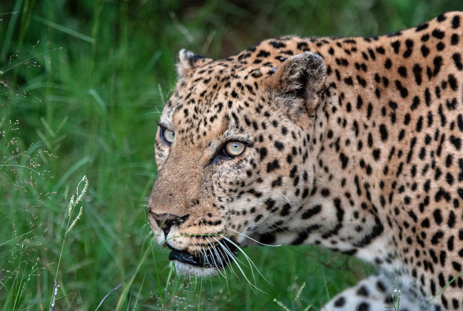 Animals in Karongwe - Kuname Safari Lodge